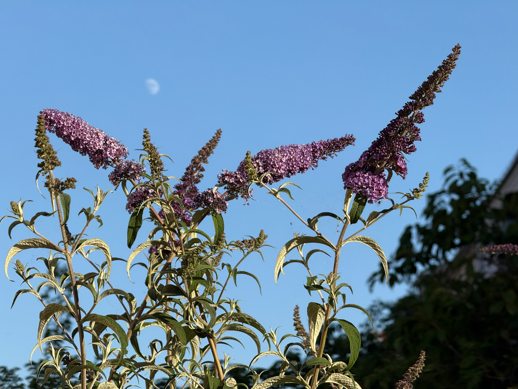 Purple buddleija flower clusters with elongated spikes are reaching up towards a clear blue sky with the moon faintly visible in the background.