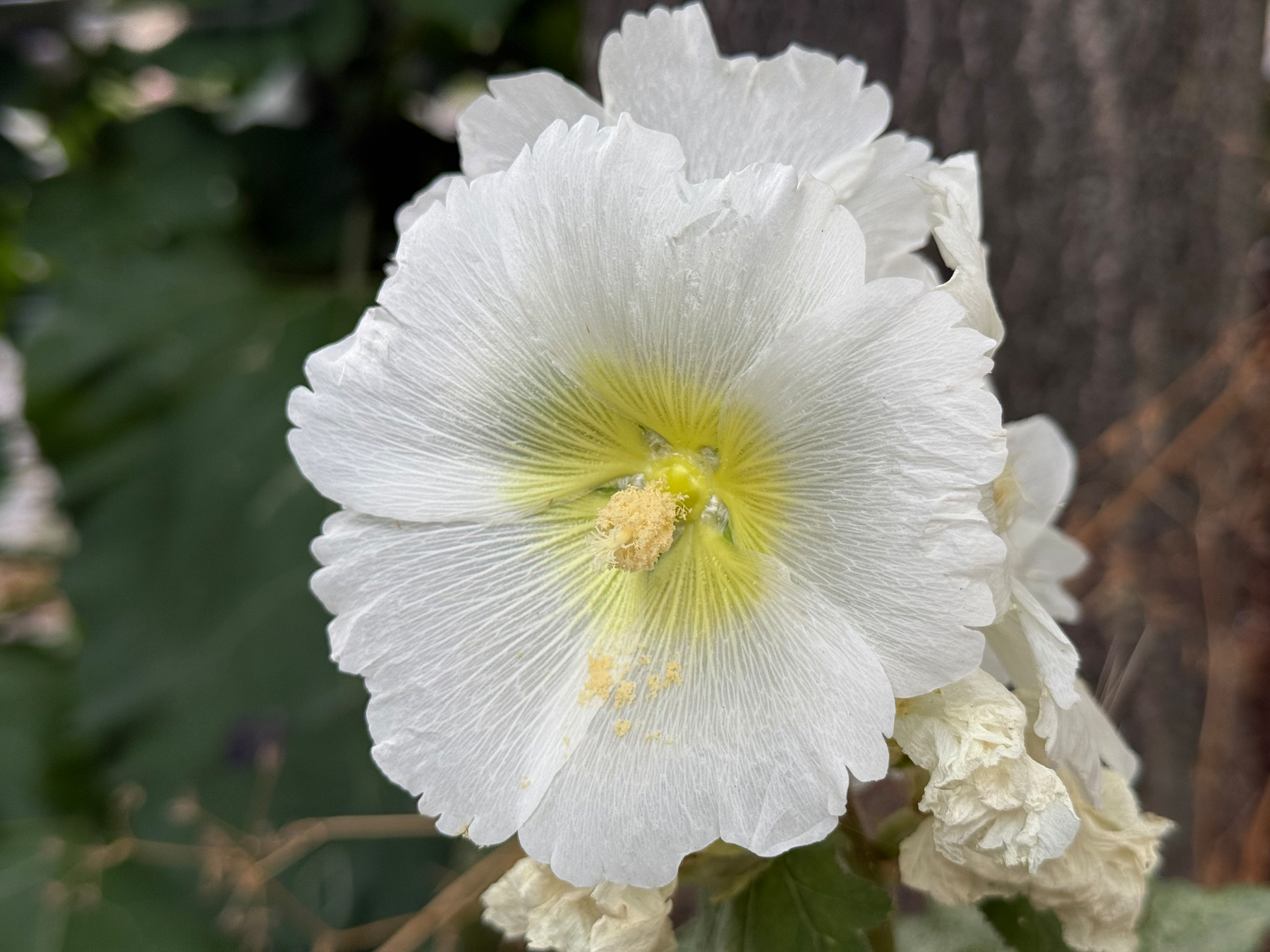 A close-up of a white hollyhock flower with a soft yellow center and visible pollen grains.