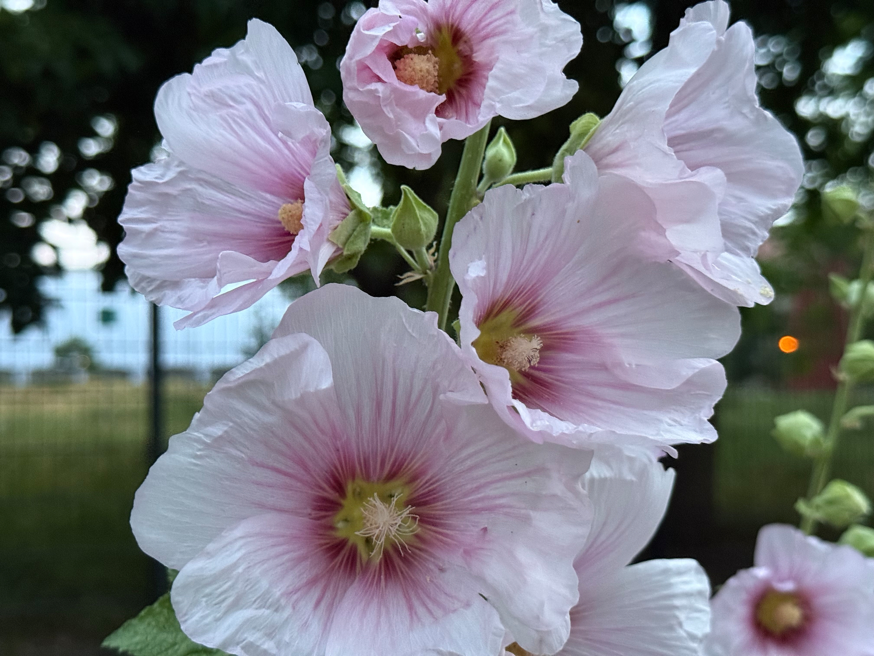 A cluster of light pink hollyhock flowers with darker pink centers is set against a blurred evening outdoor background.