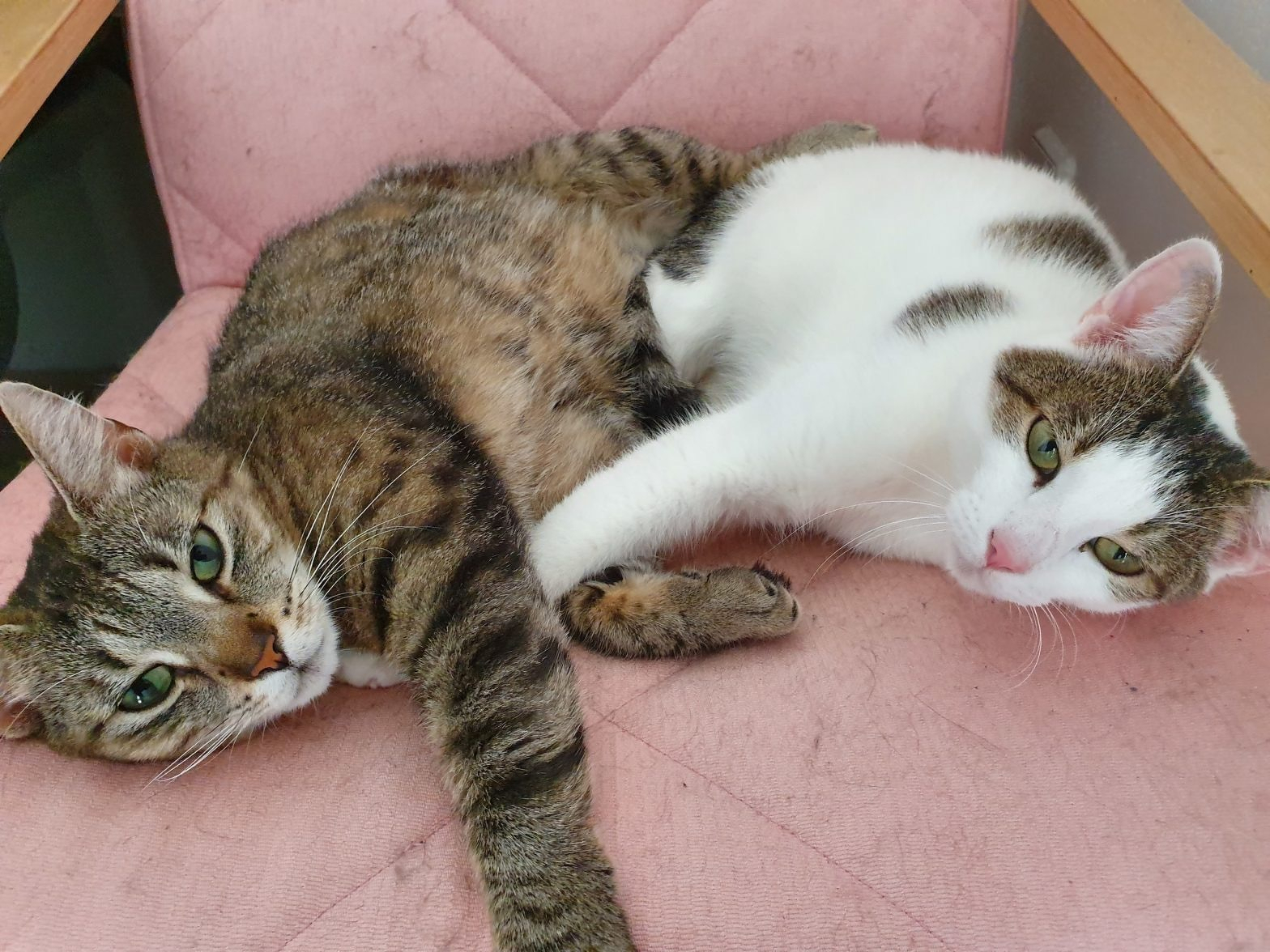 Two cats, a brown tabby on the left and a white catching brown flecks, are lying facing each other comfortably together on a pink Poäng chair.