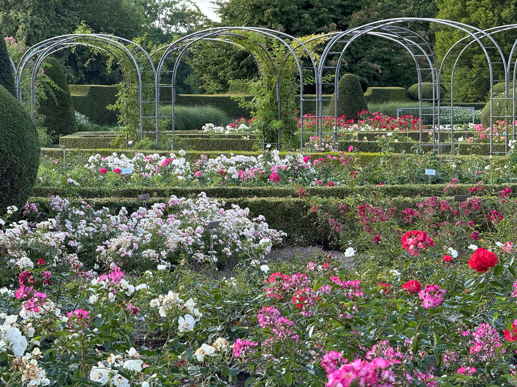 A well-maintained rose garden features blooming pink, white, and red flowers with metal arches and neatly trimmed hedges.