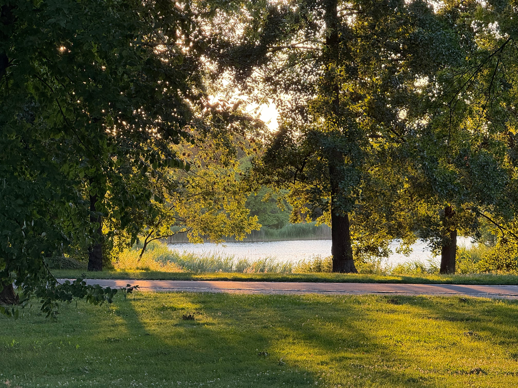 Sunlight filters through the trees, casting long shadows over a grassy area near a calm body of water.