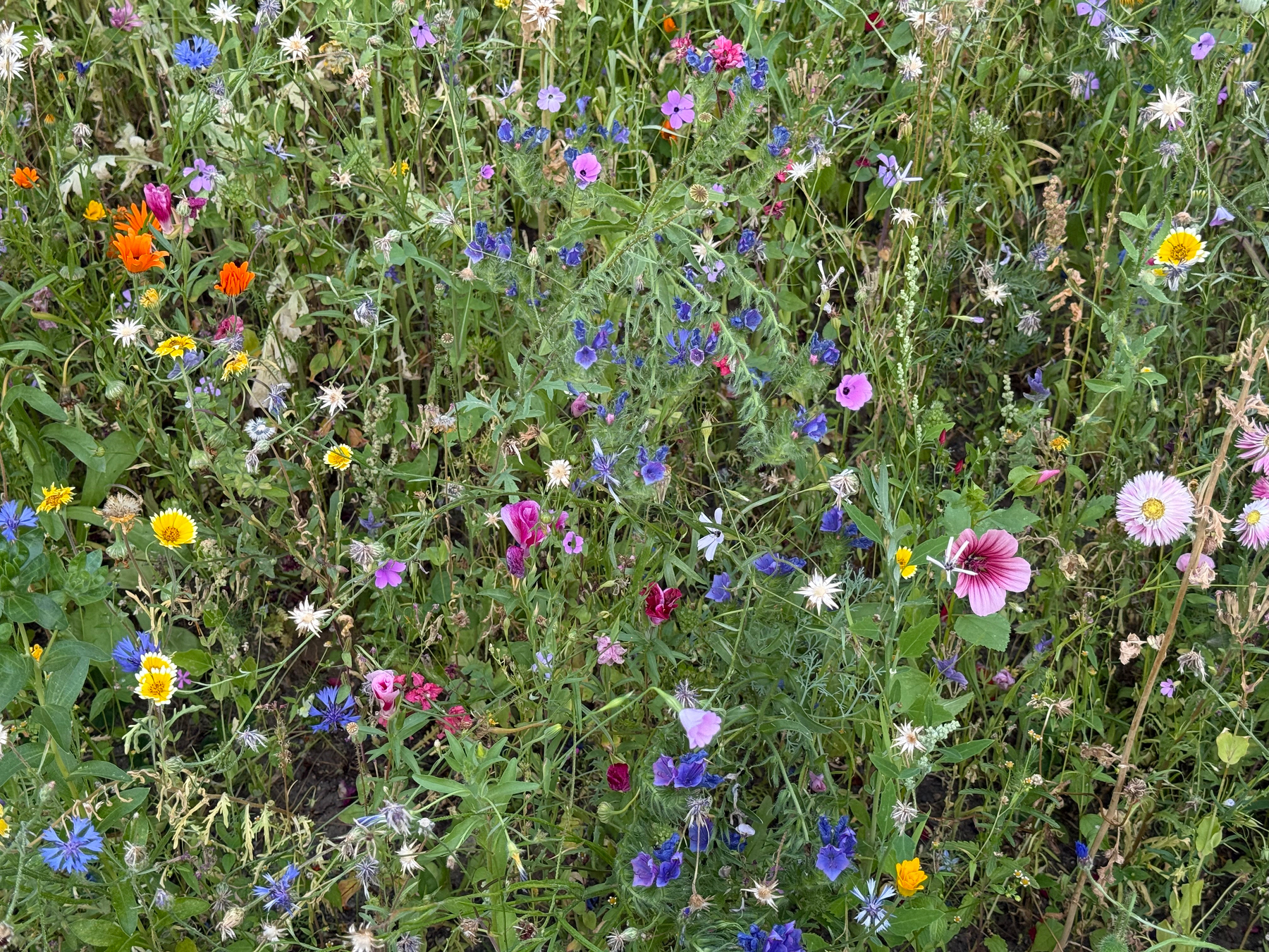A vibrant field of wildflowers showcasing a diverse array of colors including blue, pink, purple, yellow, and orange blooms scattered among green foliage.