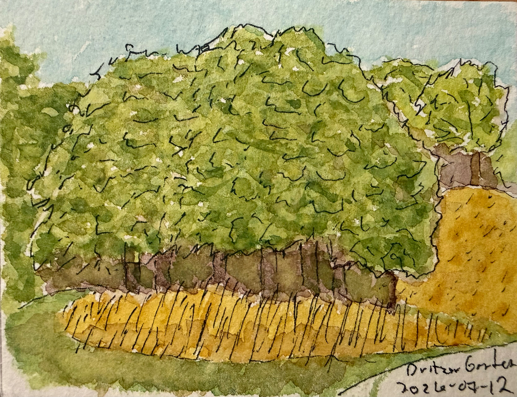 A watercolor painting depicts a cluster of green trees with a grassy and yellow patch underneath, dated in the bottom right corner.