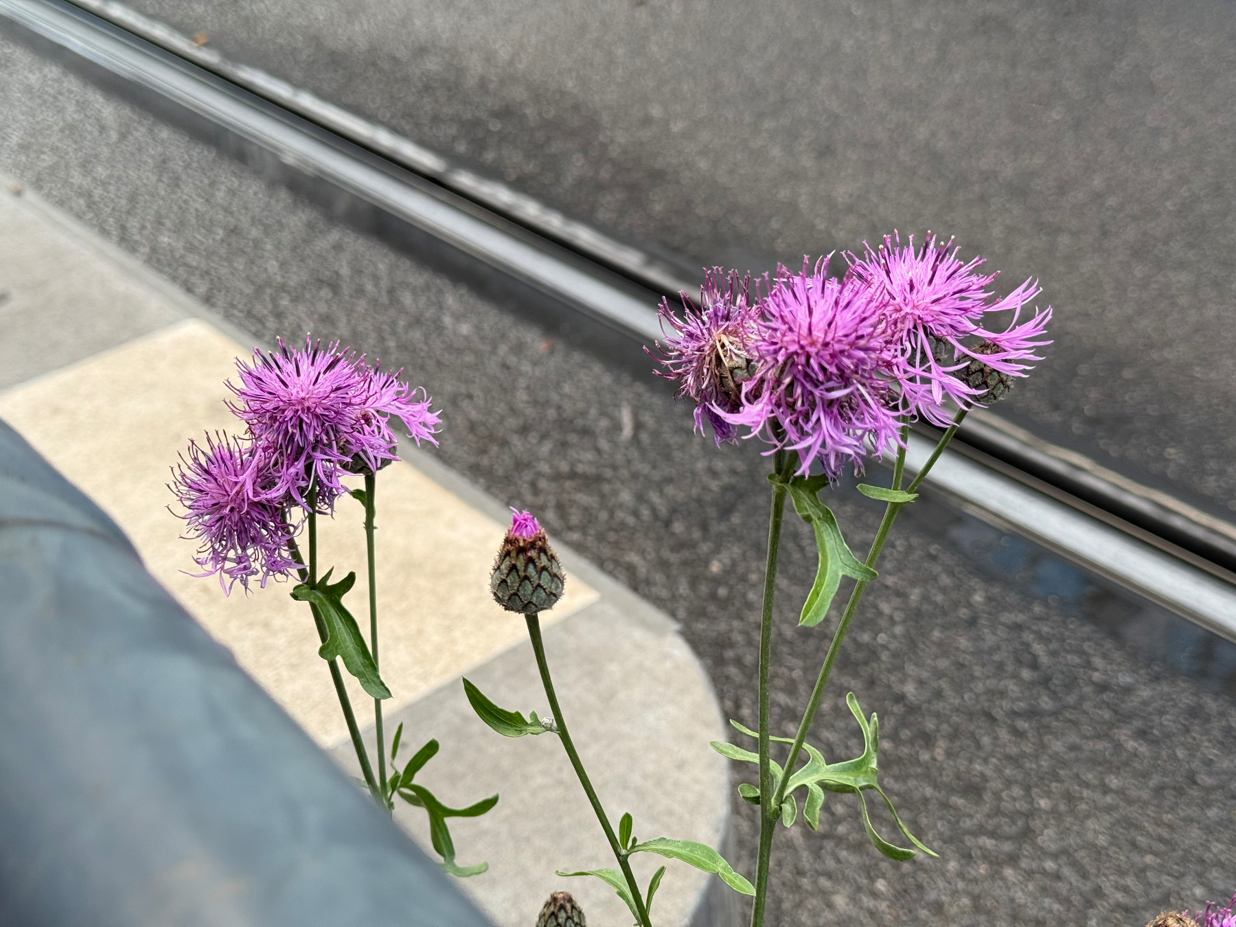 Purple knapweed flowers in different stages of blooming are growing near the rails of a tram stop curb.