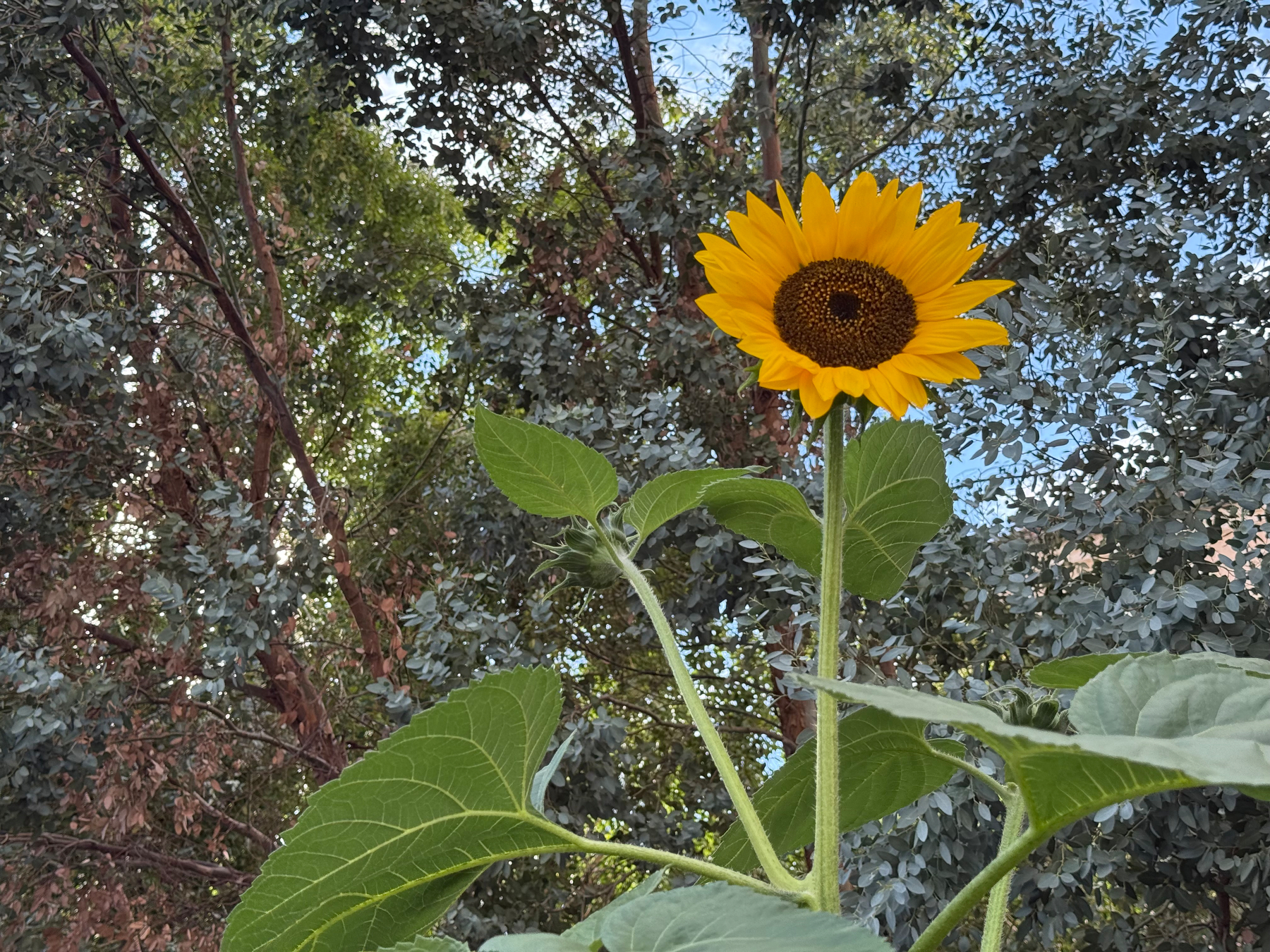 A bright yellow sunflower stands tall against a backdrop of leafy trees and a blue sky.