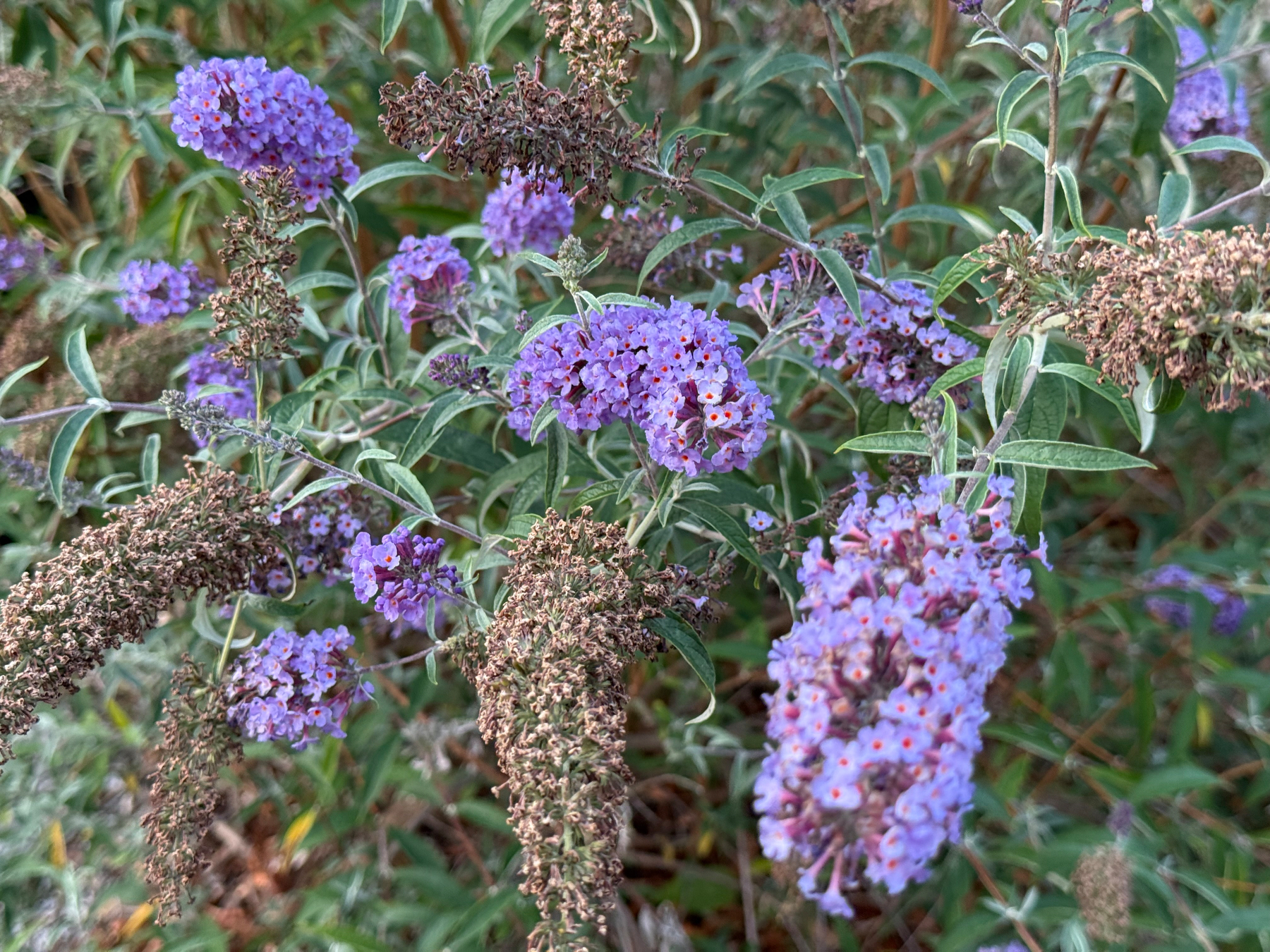 Clusters of purple flowers with small orange centers grow amidst green leaves and dried brown flower spikes.