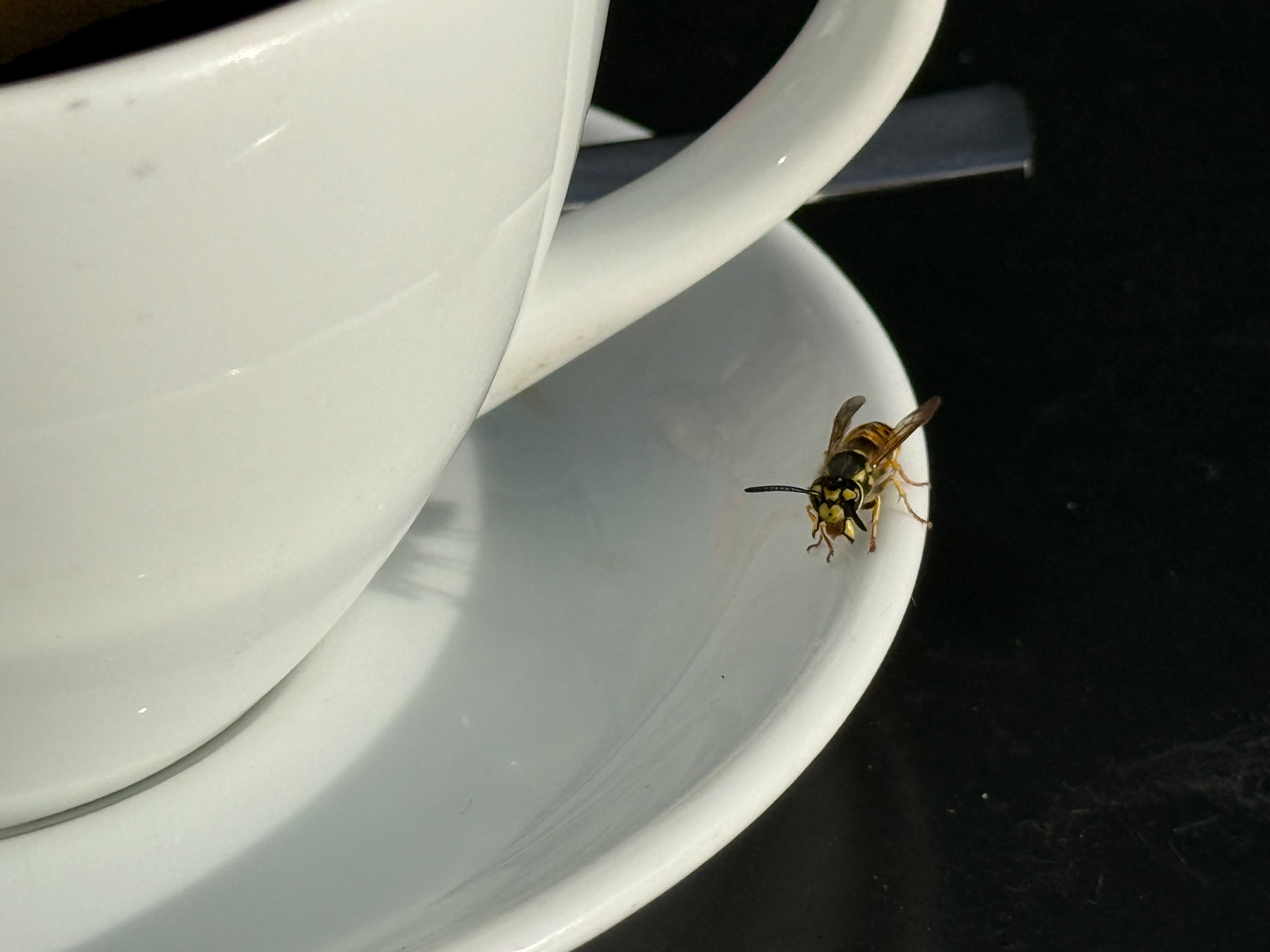 A wasp is perched on the edge of a white saucer next to a large white cup.