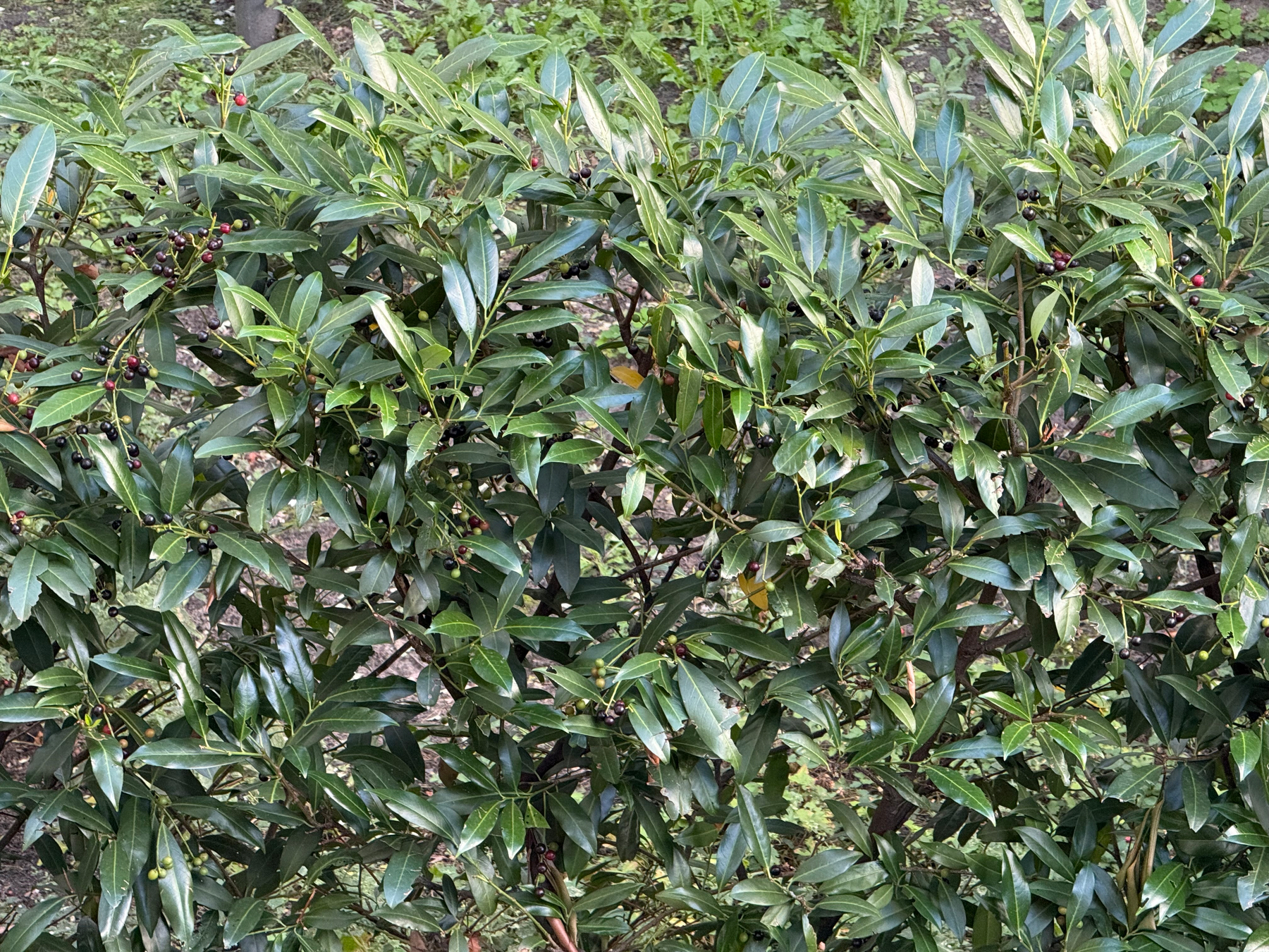 A dense bush with dark green leaves and small berries, some of which are red.