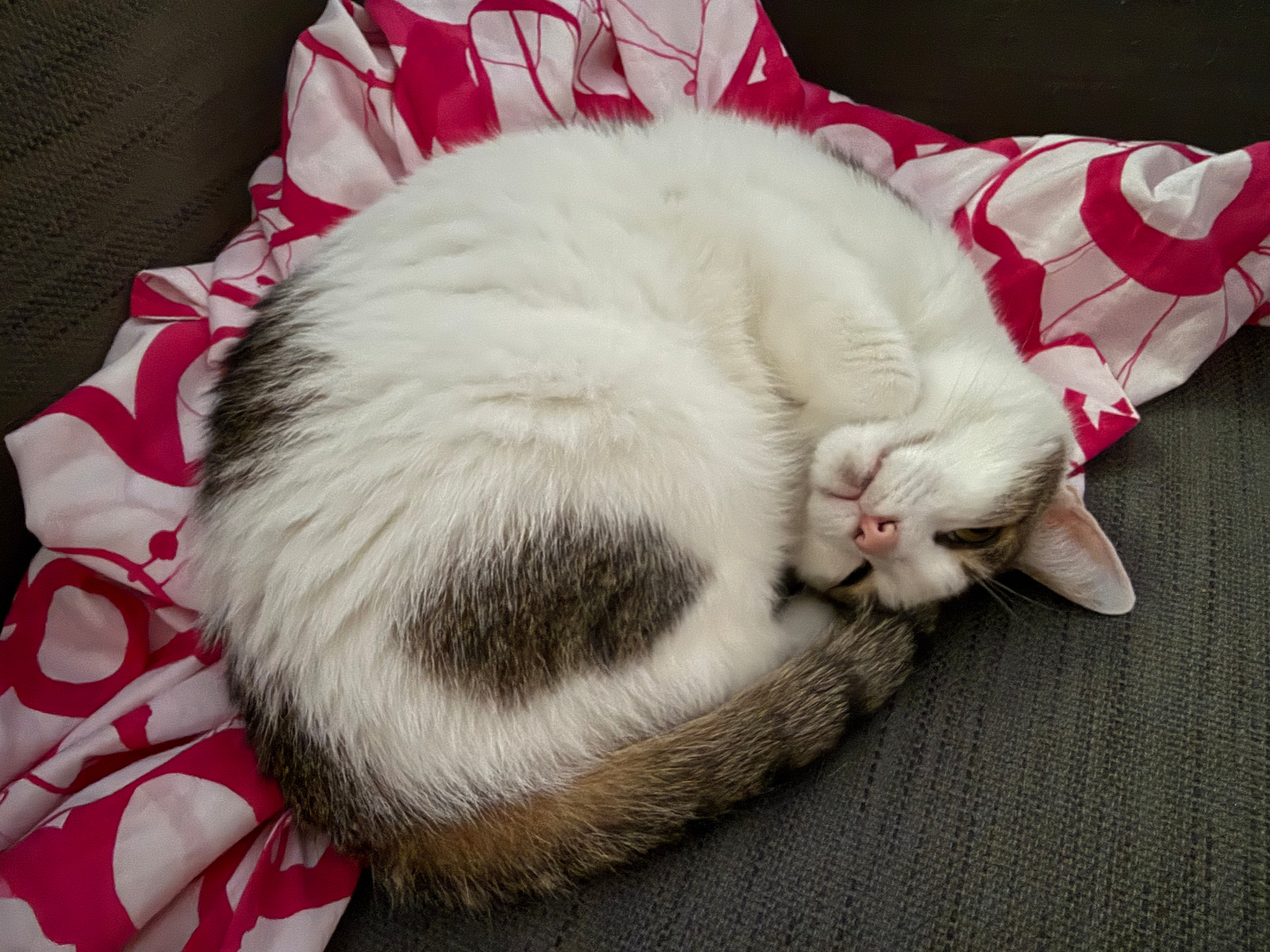 A white cat with brown flecks is curled up and resting on a pink and white patterned fabric on a gray couch cushion.