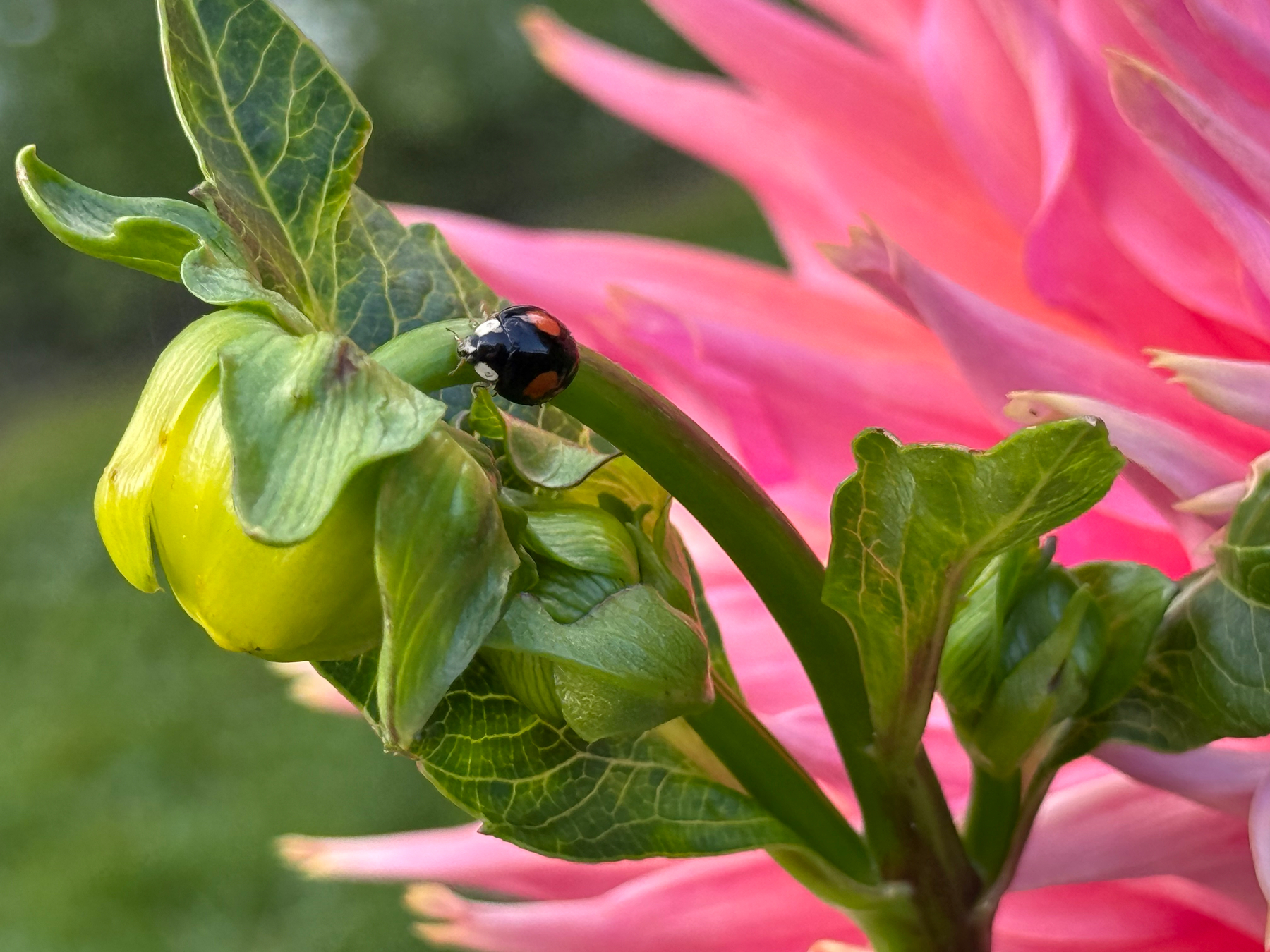 A small black ladybug with red spots is perched on a green stem next to a yellow flower bud with a vibrant pink flower in the background.