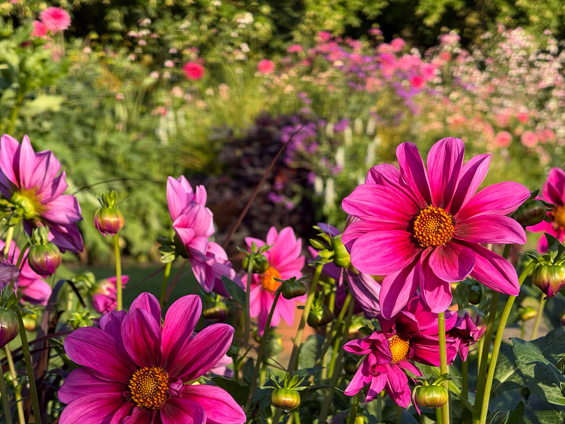 Bright pink/purple flowers bloom vividly in a sunlit garden filled with lush greenery and other colorful blossoms.