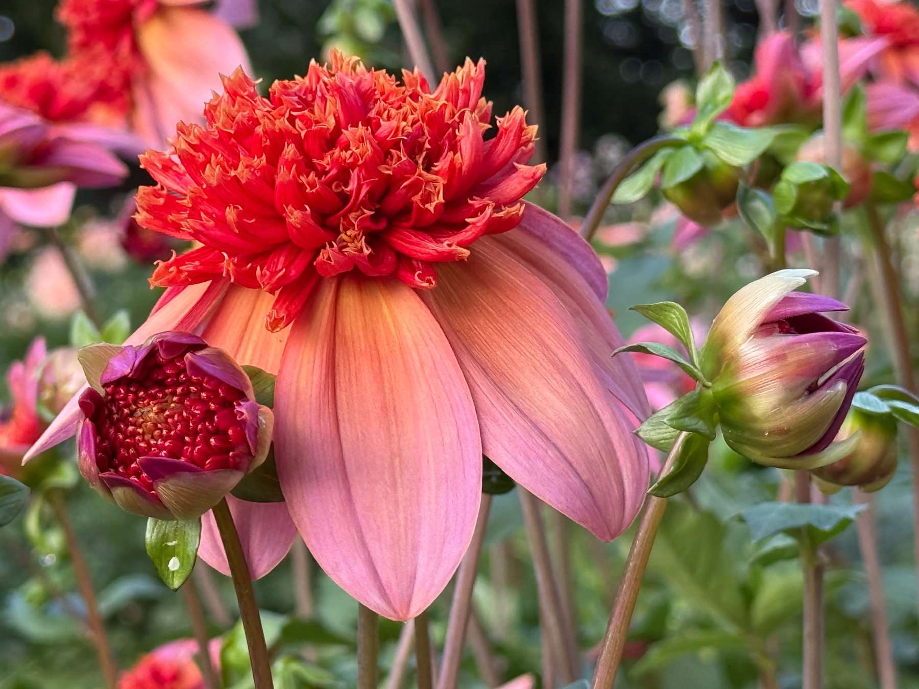 A vibrant pink and red flower with a dense, textured center and hanging petals is surrounded by buds and green foliage.