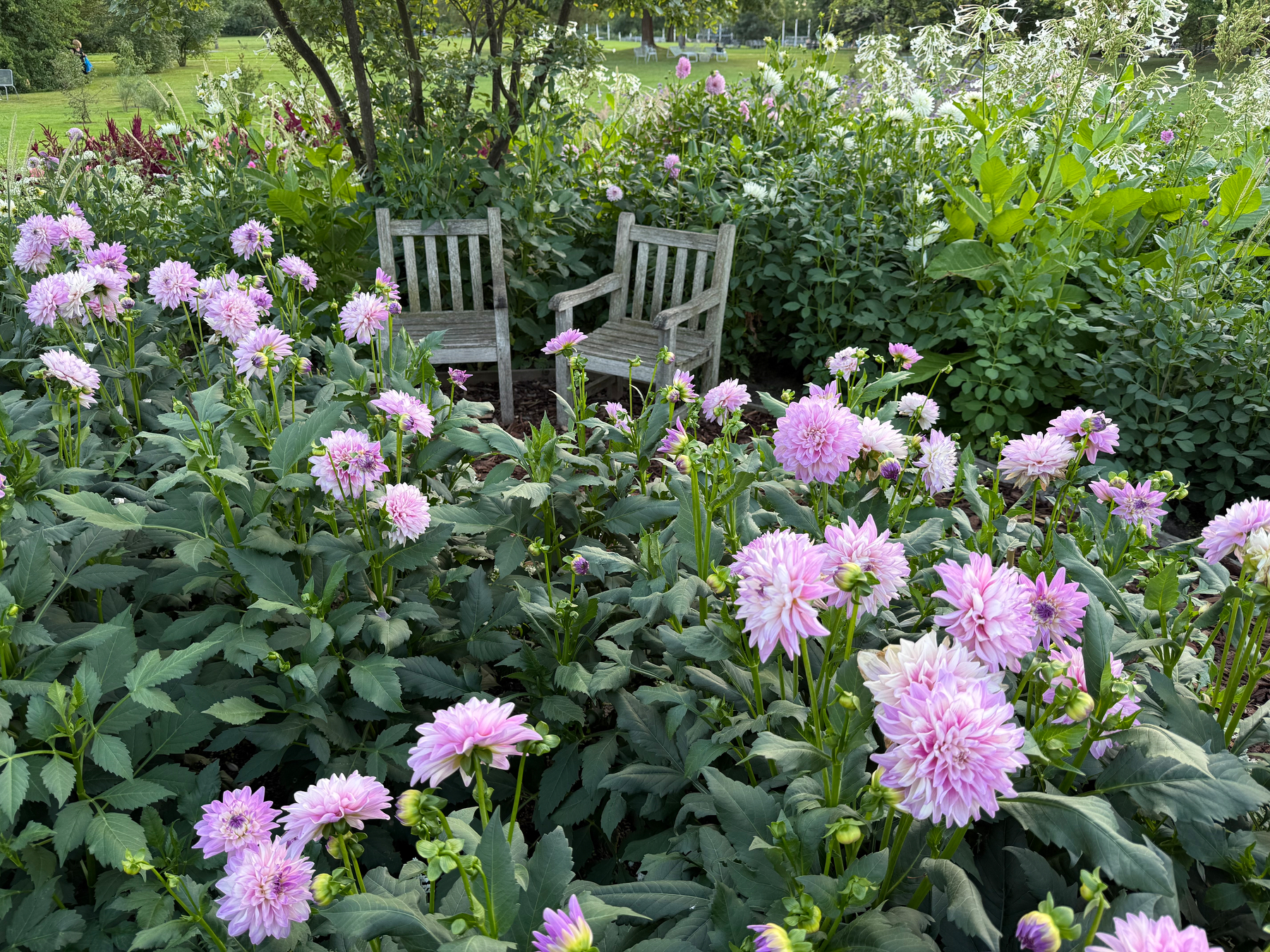 Two wooden chairs are nestled among lush greenery and blooming pink flowers in a garden setting.