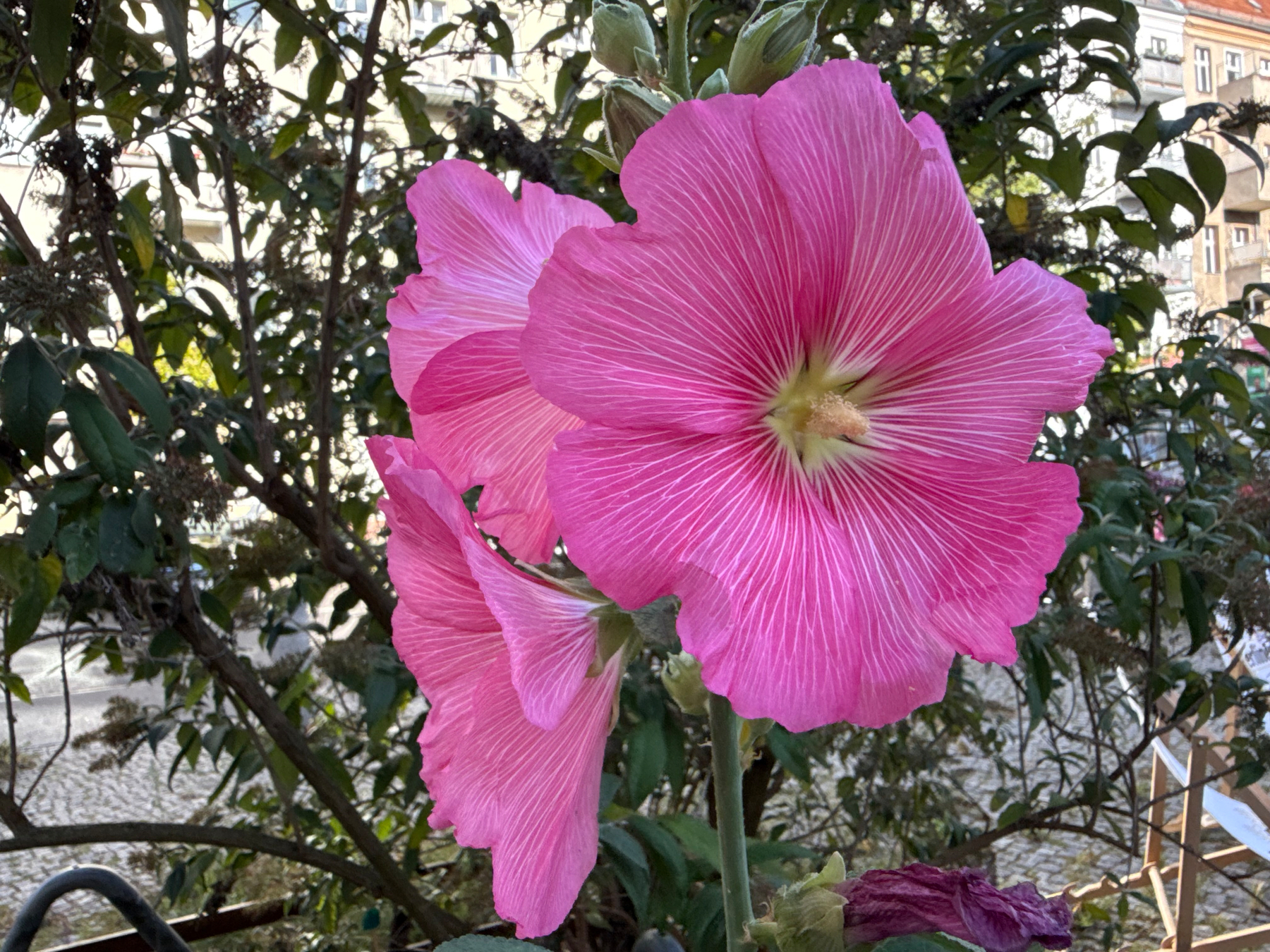 Bright pink hollyhock flowers with delicate veining are blooming against a backdrop of green foliage and urban buildings.