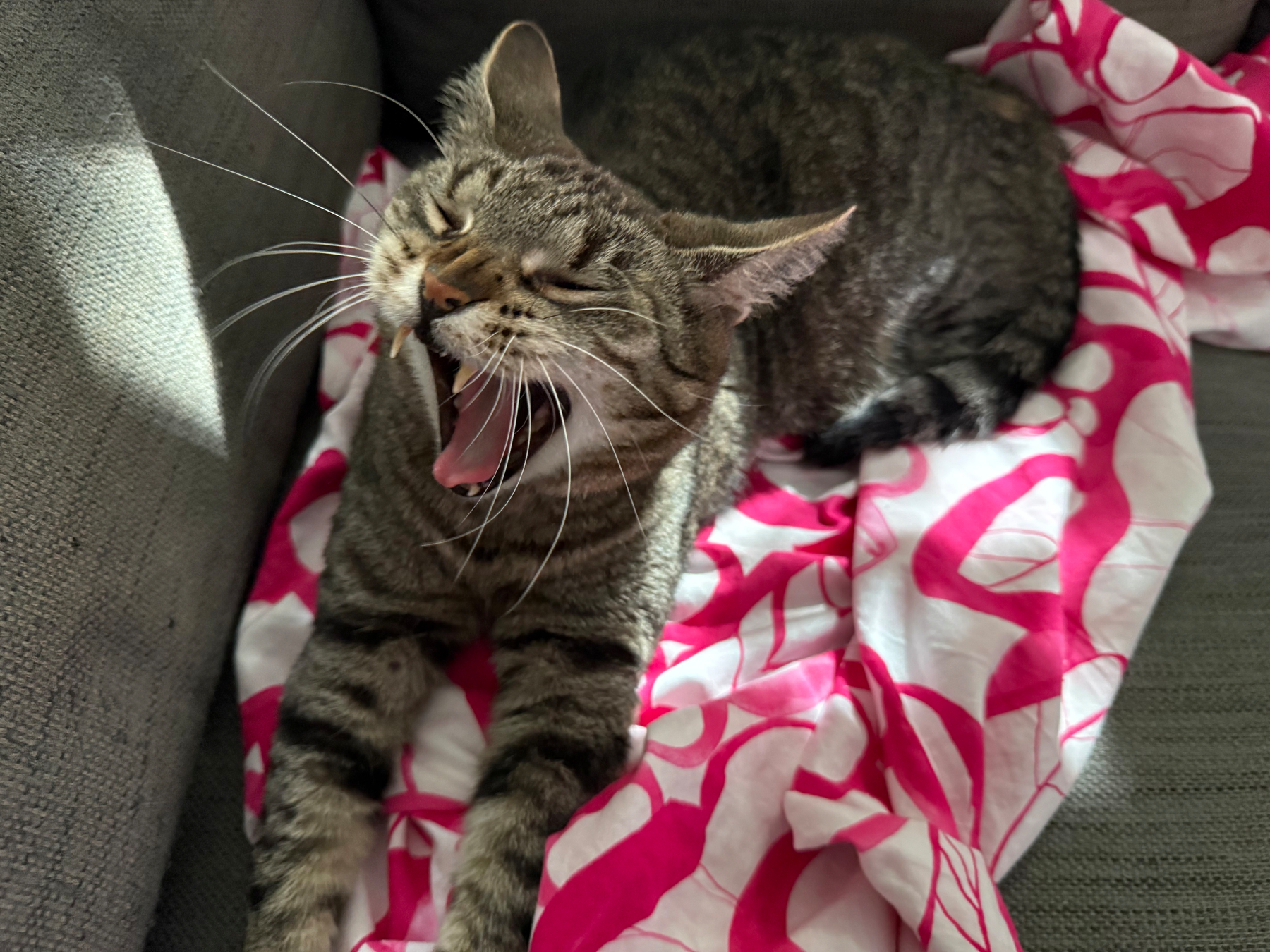 A brown tabby cat with striped fur is lying on a pink and white patterned blanket on a grey couch while yawning with whiskers showing.