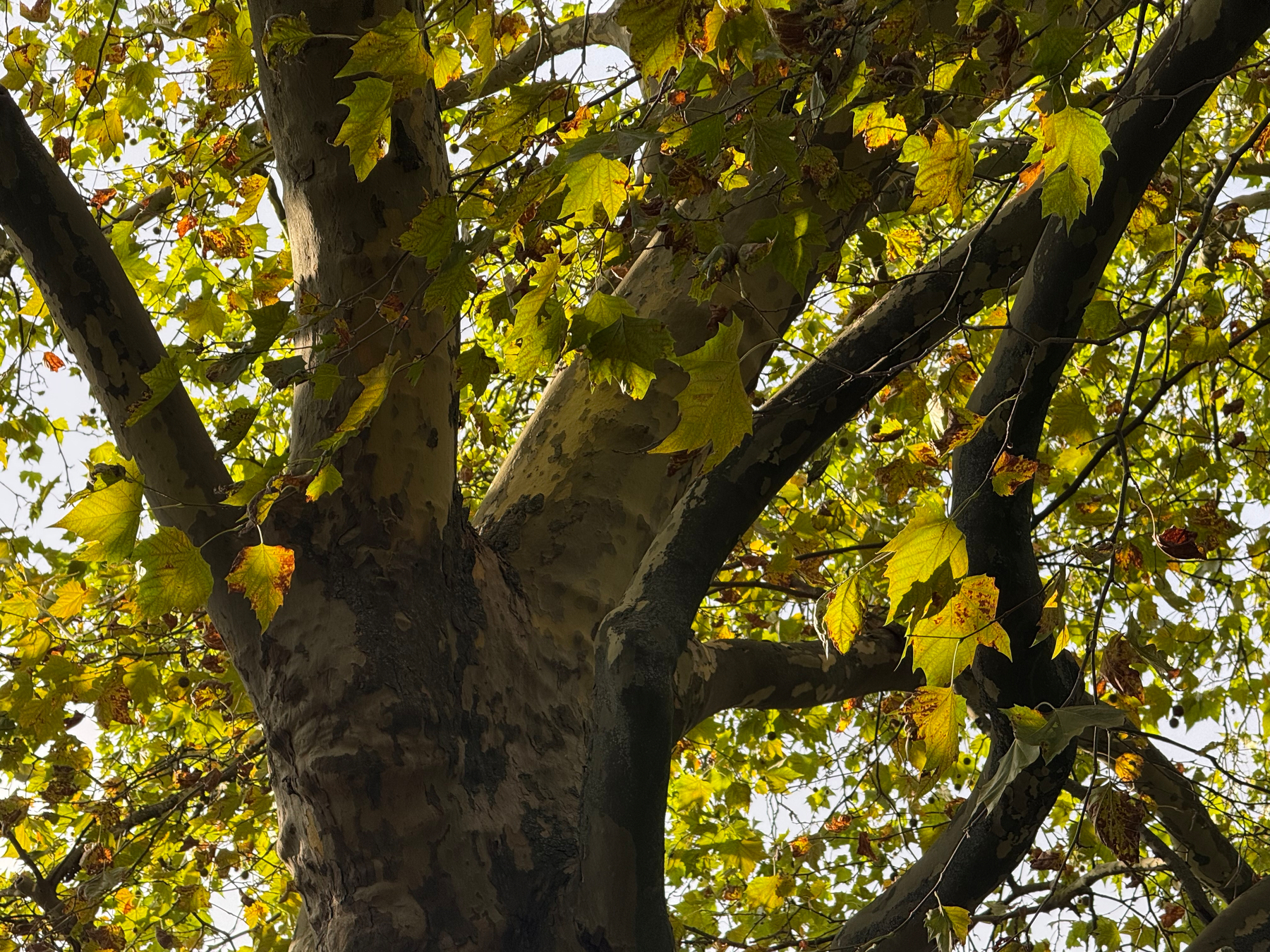 A large platane tree with thick branches and green and yellow leaves is illuminated by sunlight.