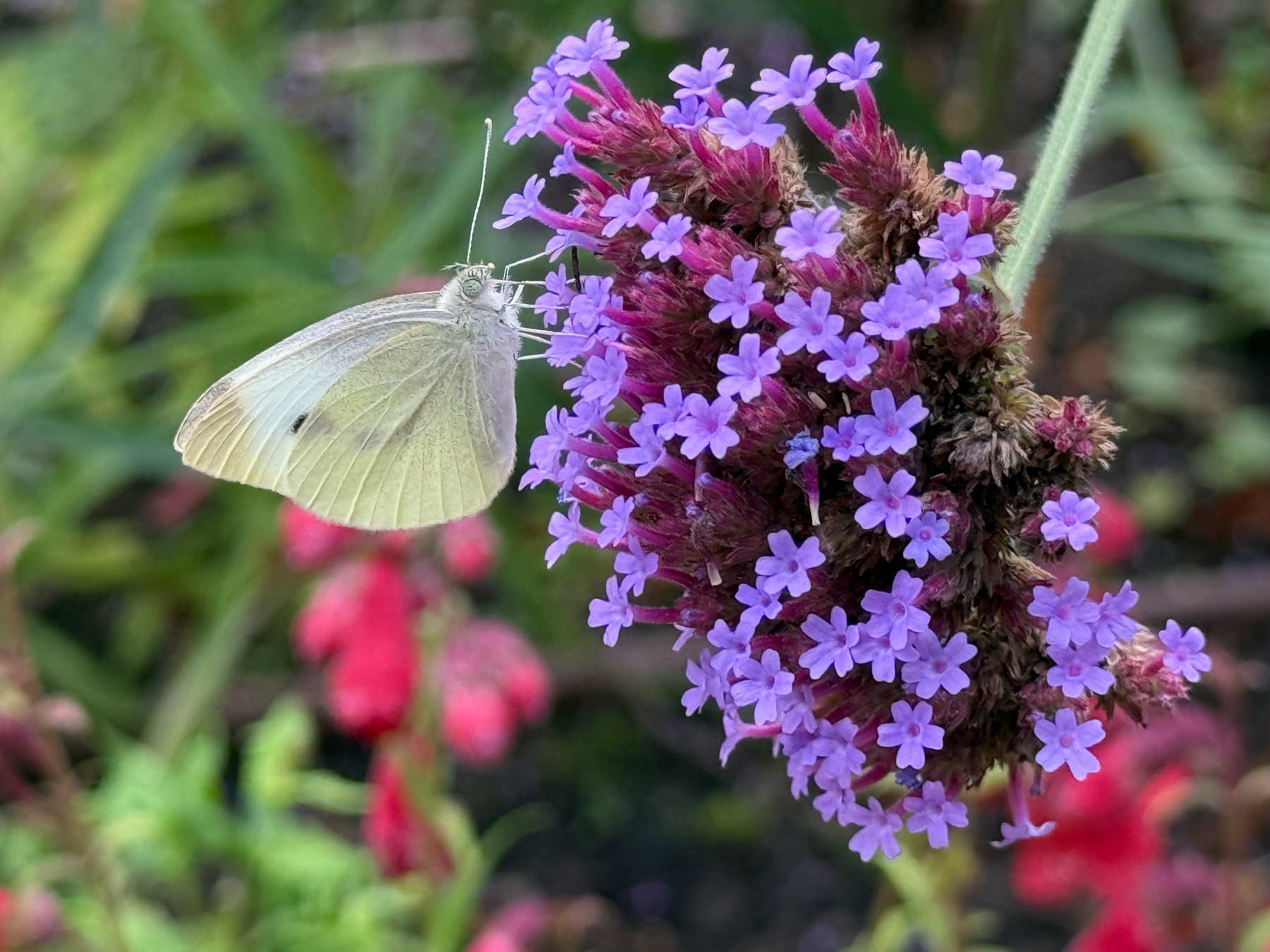 A cabbage white butterfly is perched on a cluster of small purpletop vervain flowers amidst a blurred natural background.