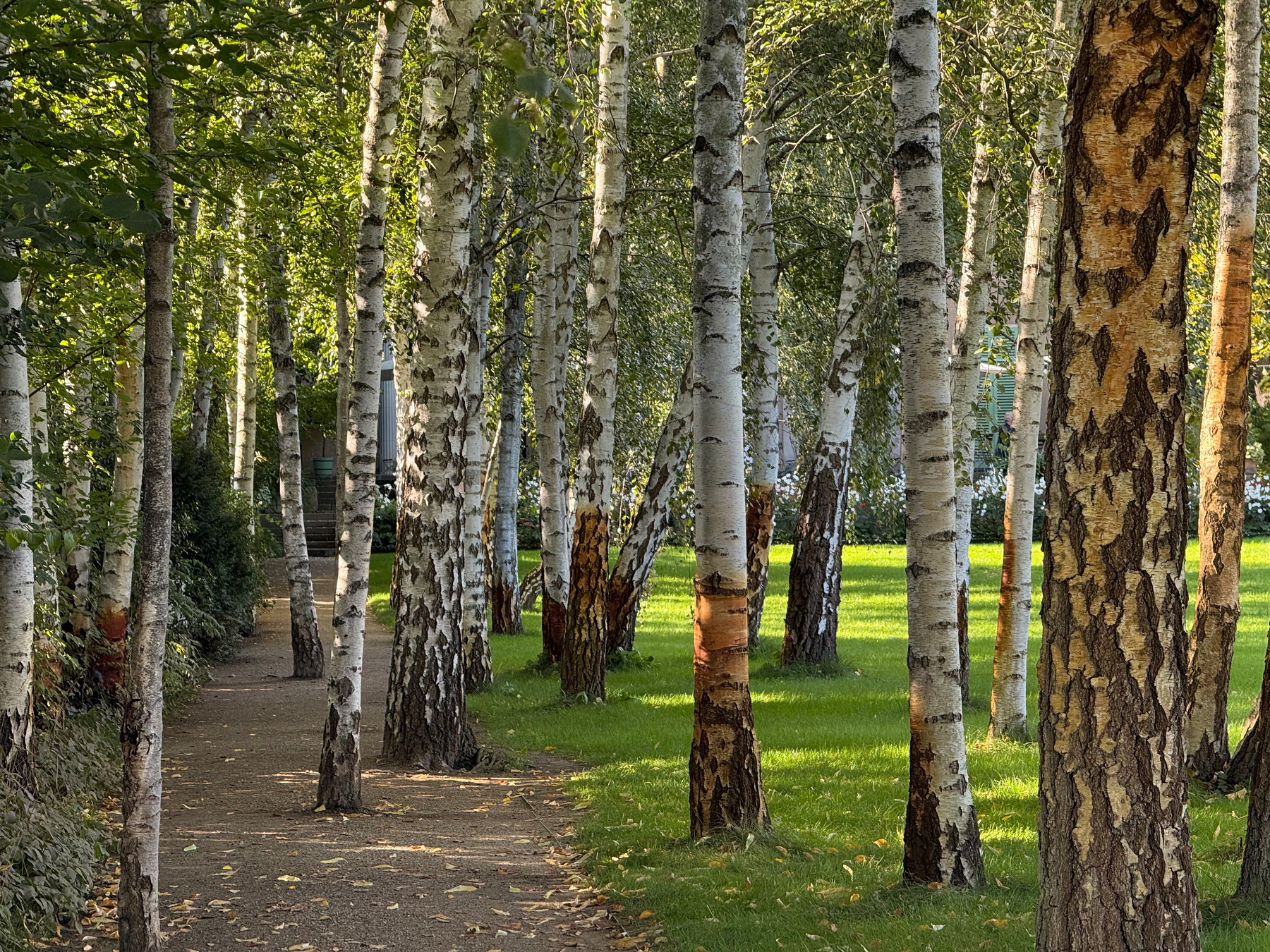 A dirt path is lined with slender birch trees, their white bark contrasting with the lush green grass.