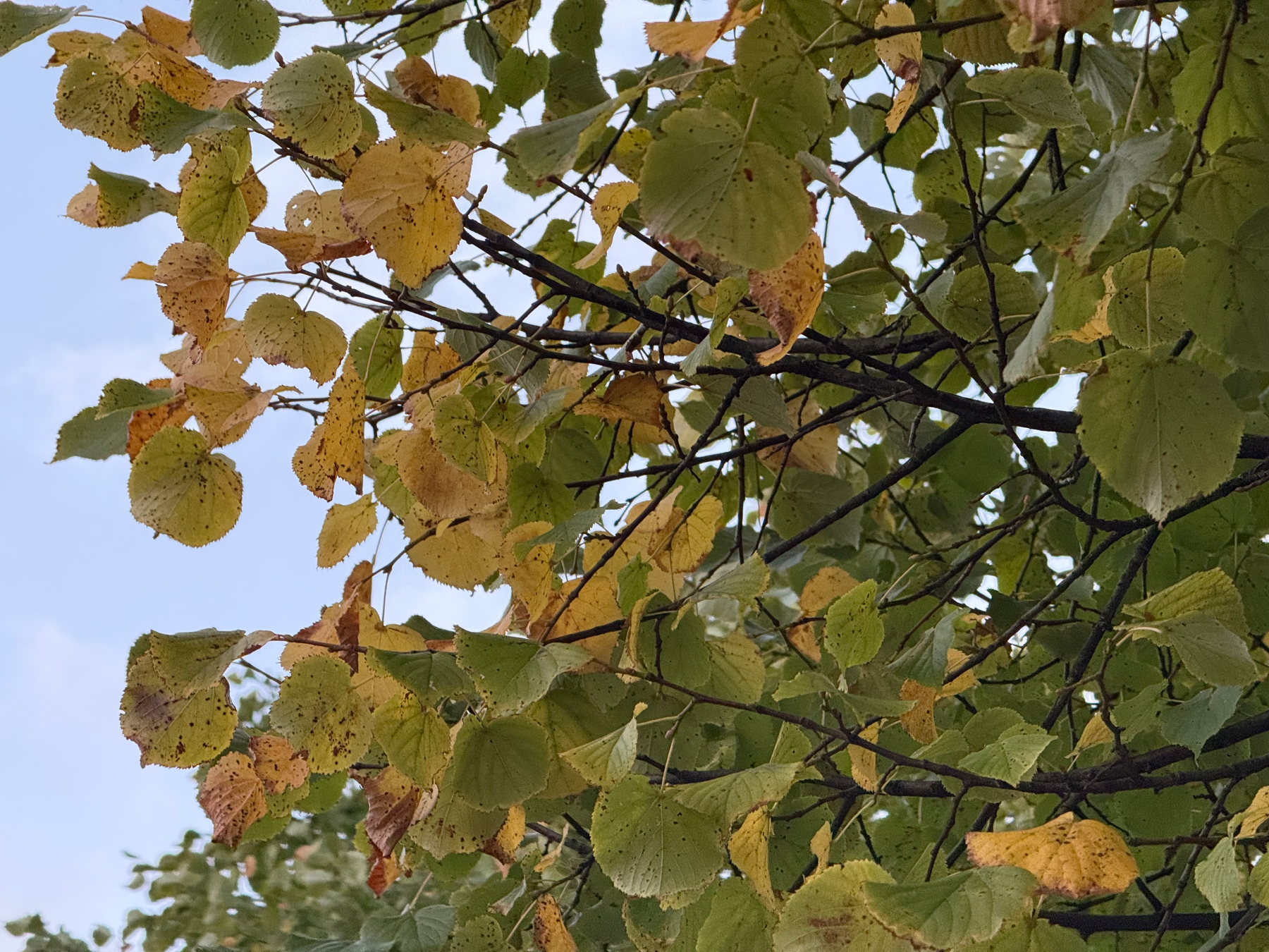 Leaves on a linden tree are turning yellow and green against a partly cloudy sky.