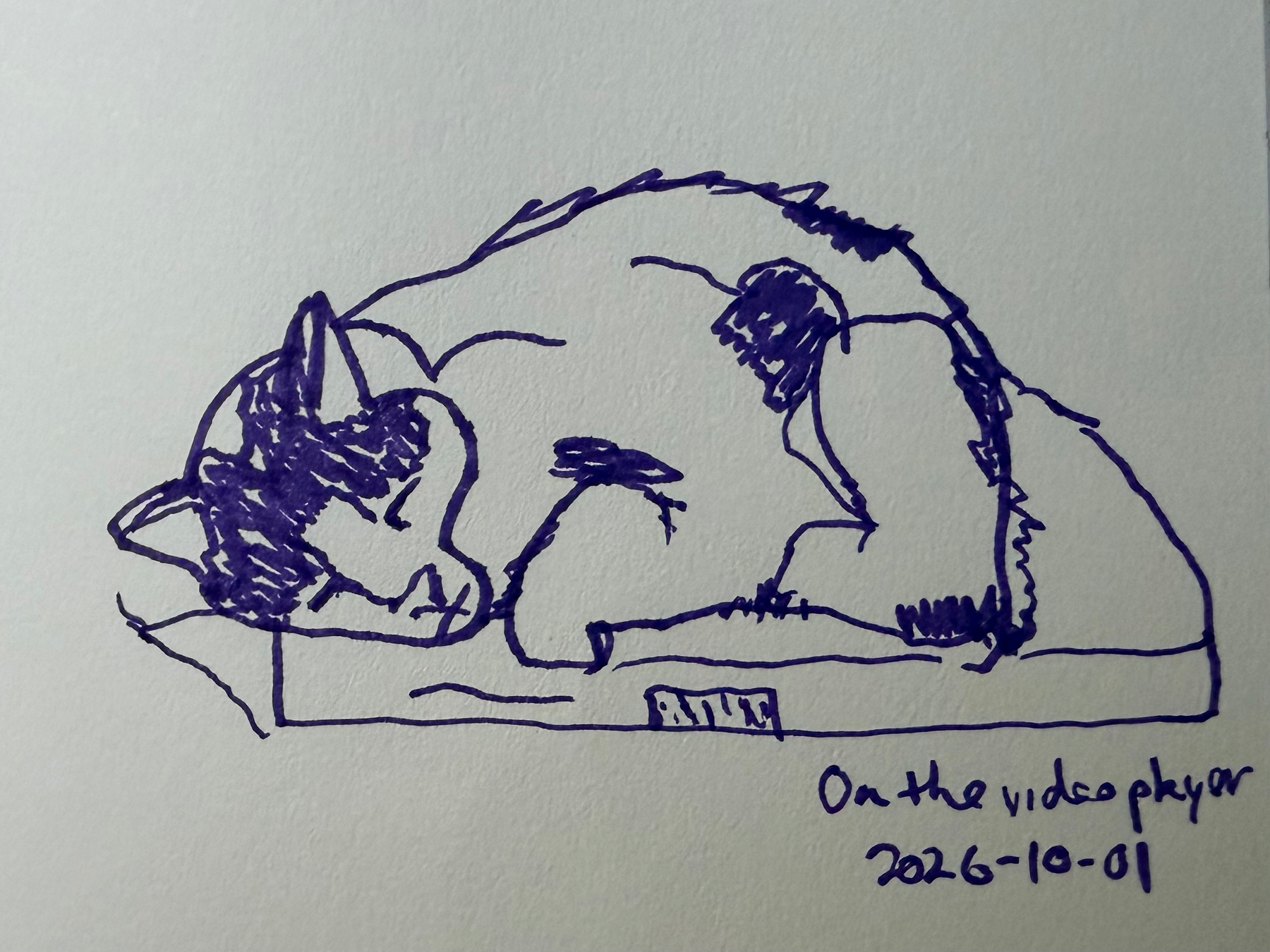 A purple ink drawing of a white cat with dark flecks curled up and sleeping on top of a video player, as indicated by the handwritten note.