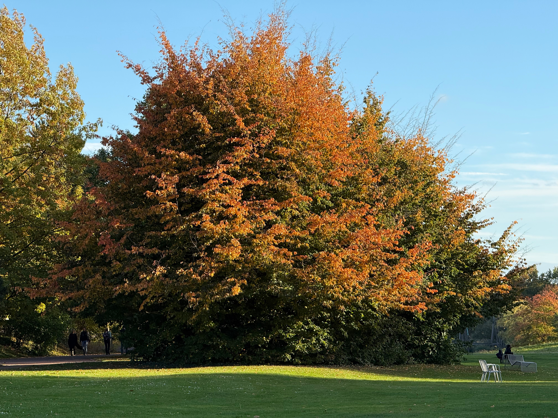 A large tree with green and orange leaves stands in a park area with a grassy field, benches, and a few people walking in the background.