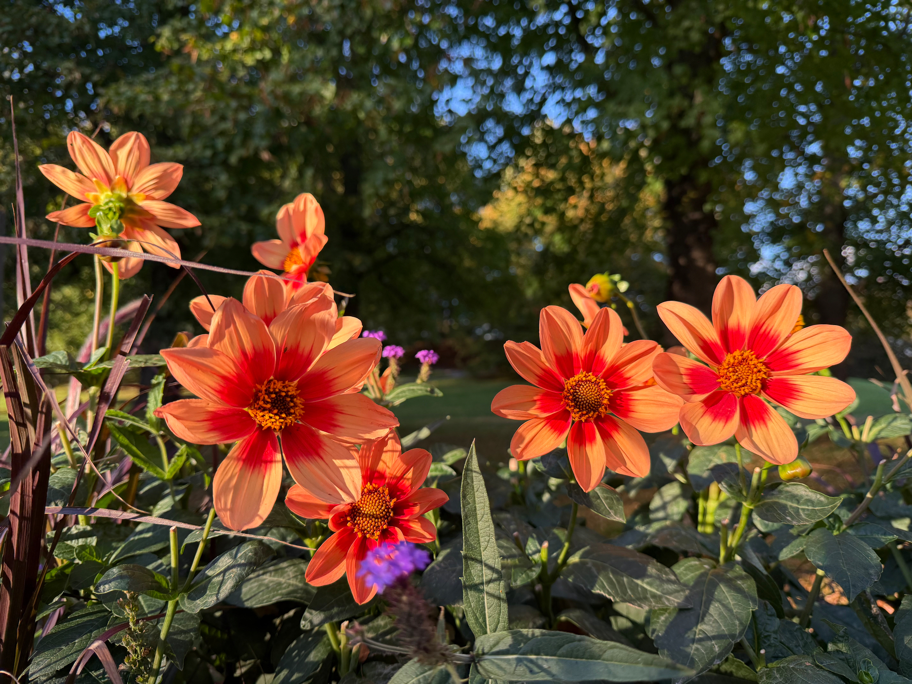 Vibrant orange and red flowers bloom brightly in a sunlit garden with green foliage and trees in the background.