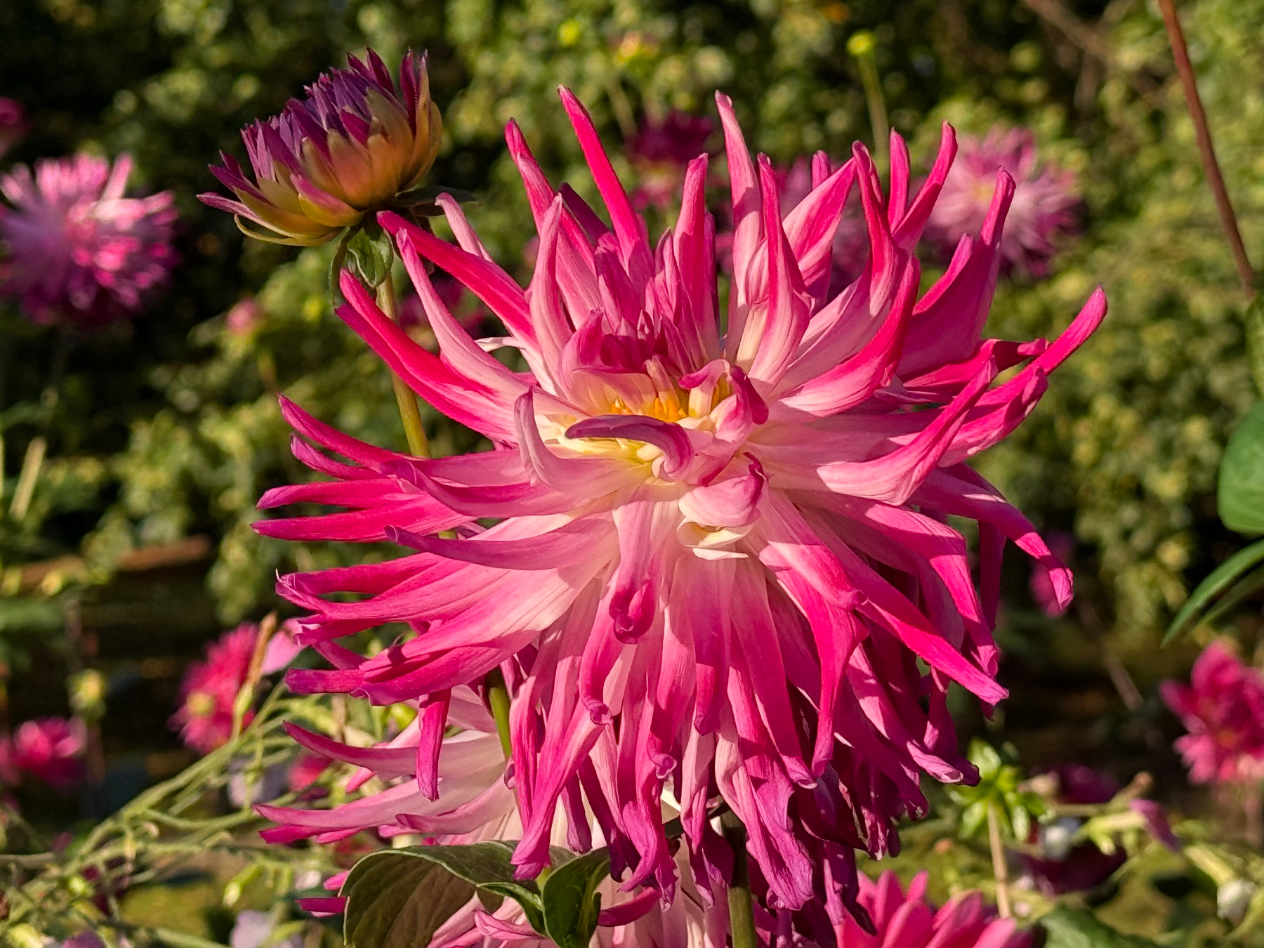 A vibrant pink and white dahlia flower is in full bloom with several other similar flowers blurred in the background.