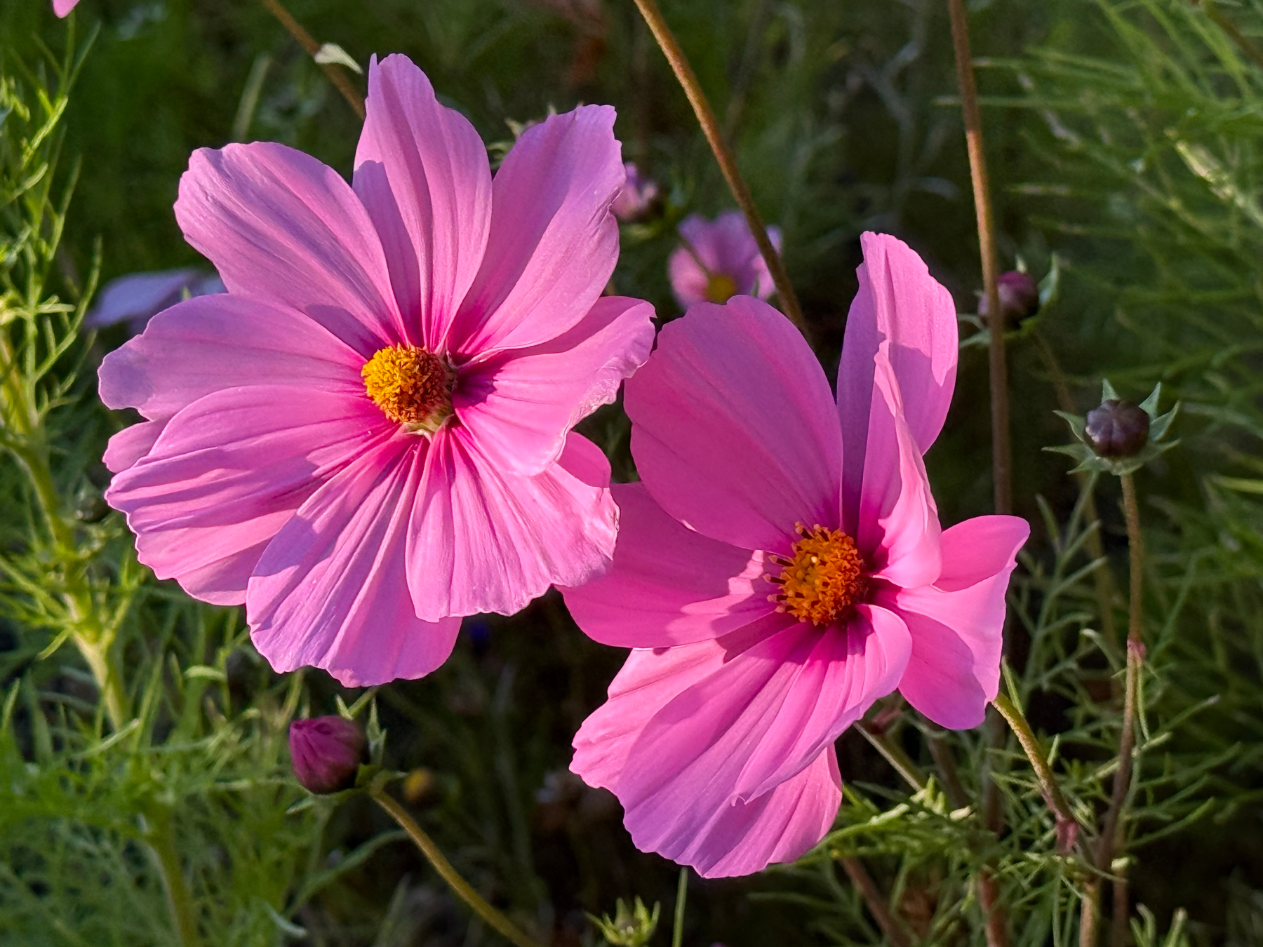 Two vibrant pink dahlia flowers with yellow centers are blooming amidst green foliage under natural sunlight.