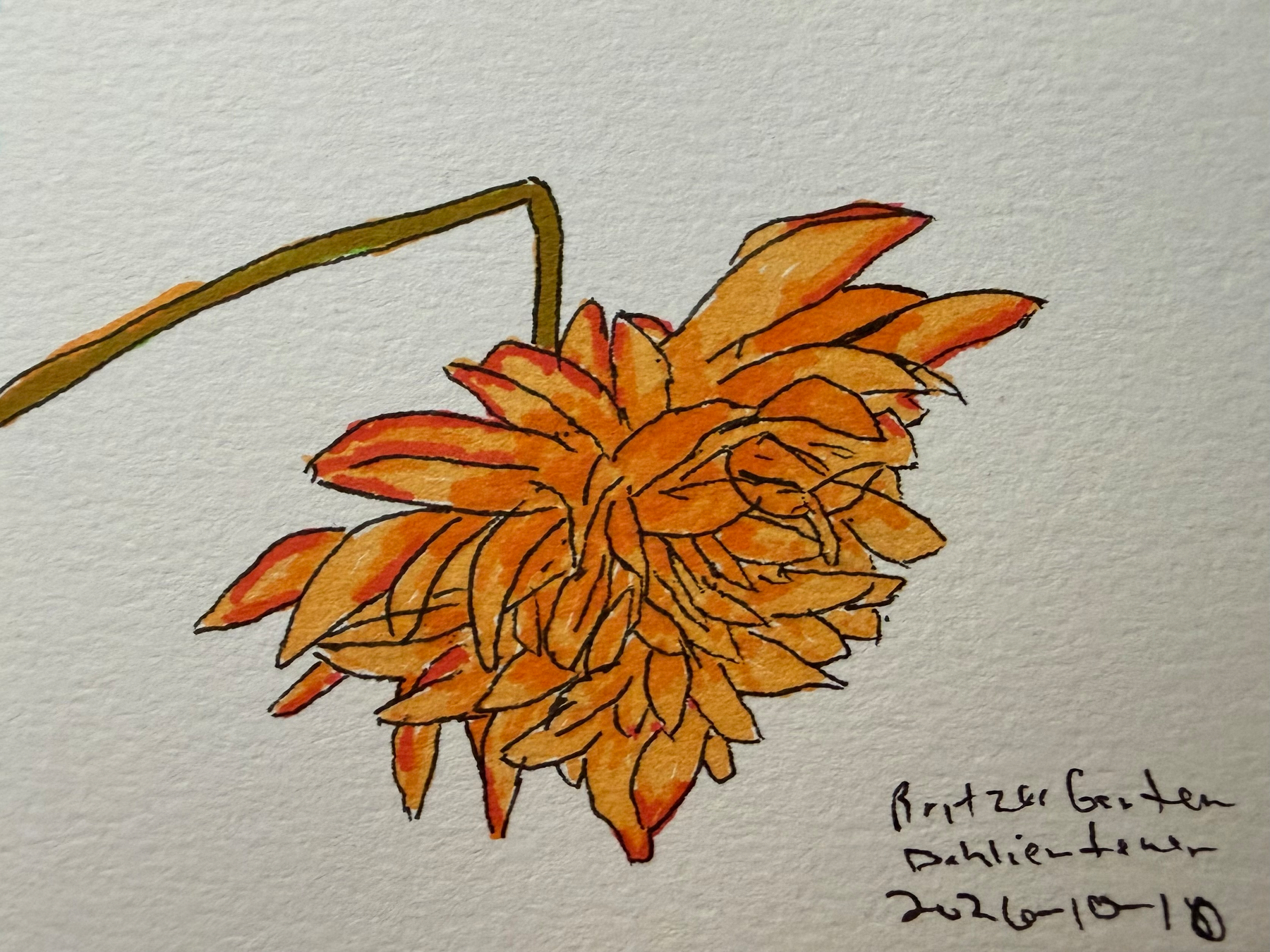 A detailed marker and ink drawing of an orange dahlia flower with a bent stem is shown, accompanied by handwritten text indicating Britzer Garten Dahlienfeuer 2026-10-10.