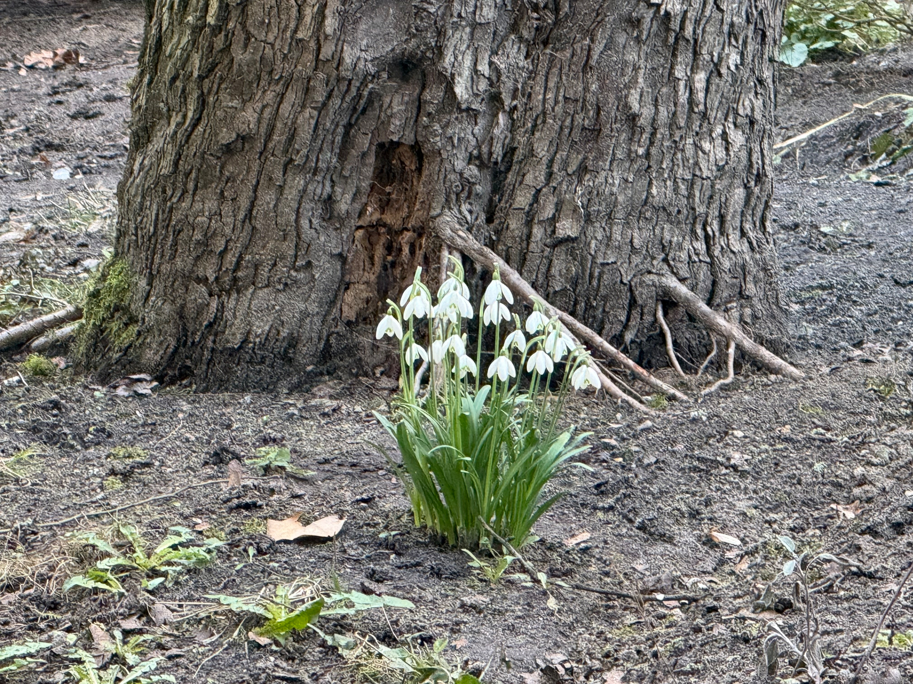 A cluster of snowdrop flowers is growing at the base of a tree trunk on a patch of earthy ground.