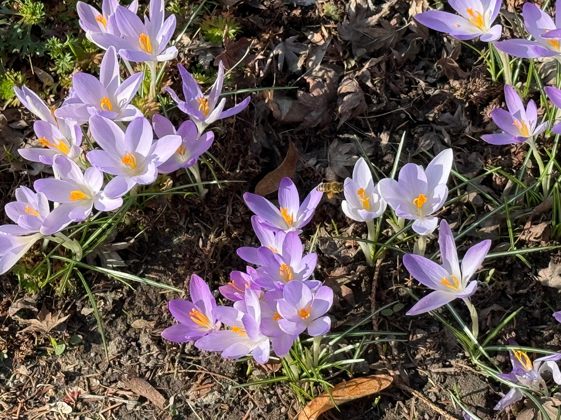 A honeybee flies between purple crocuses with yellow centers that bloom amid brown leaves and soil.