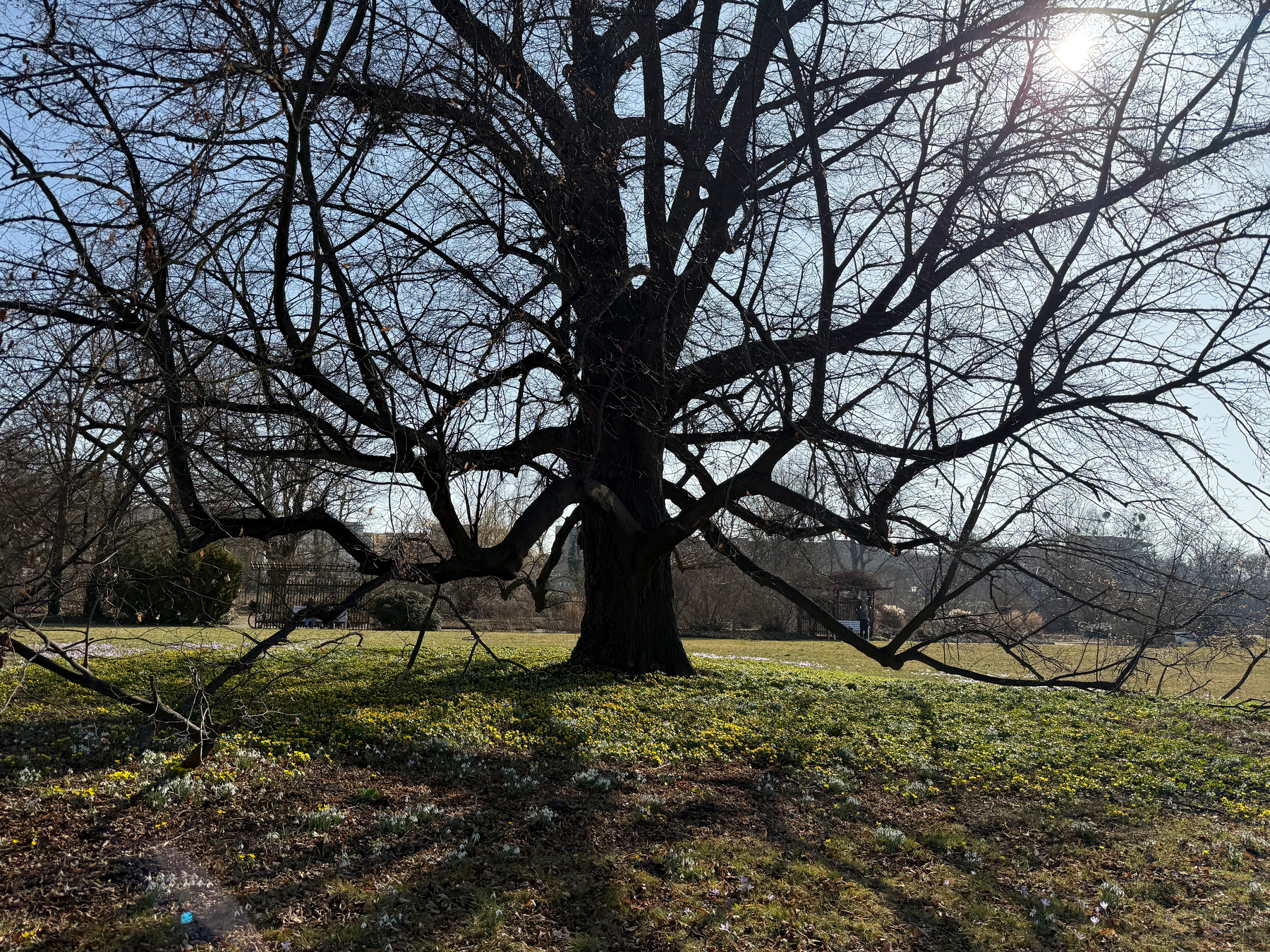 A large, leafless tree stands in a sunlit landscape, casting intricate shadows on the ground covered by crocuses.