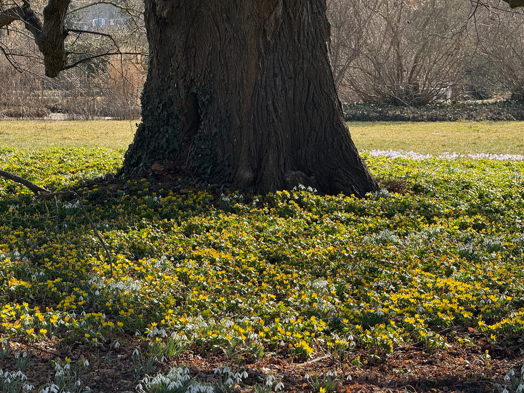 A large tree stands surrounded by a lush carpet of yellow and white flowers in a sunlit field.
