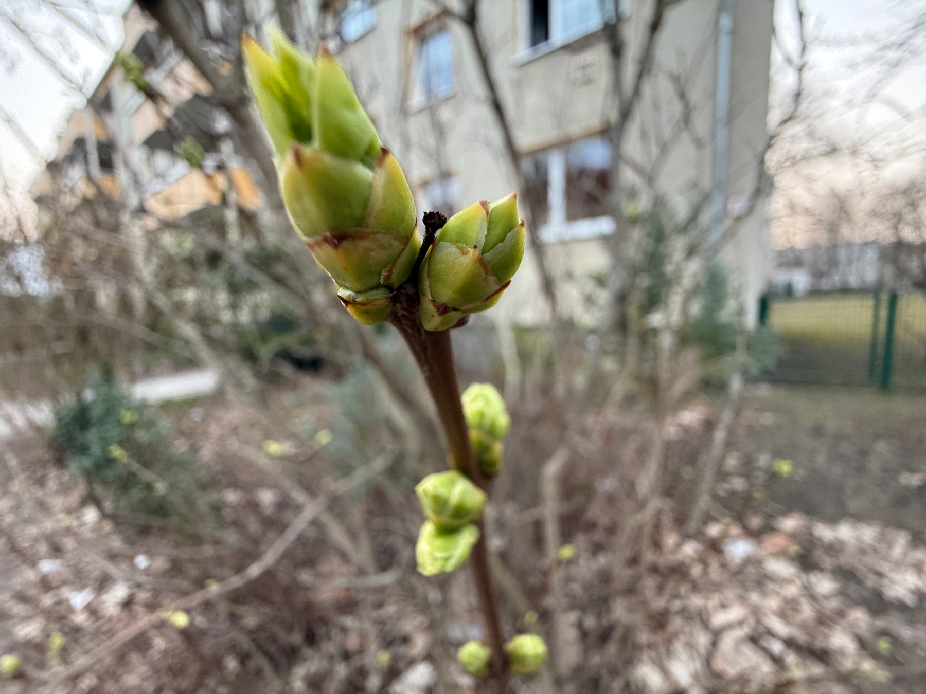 Several budding leaves are emerging on a plant branch, set against a blurred background of residential buildings.
