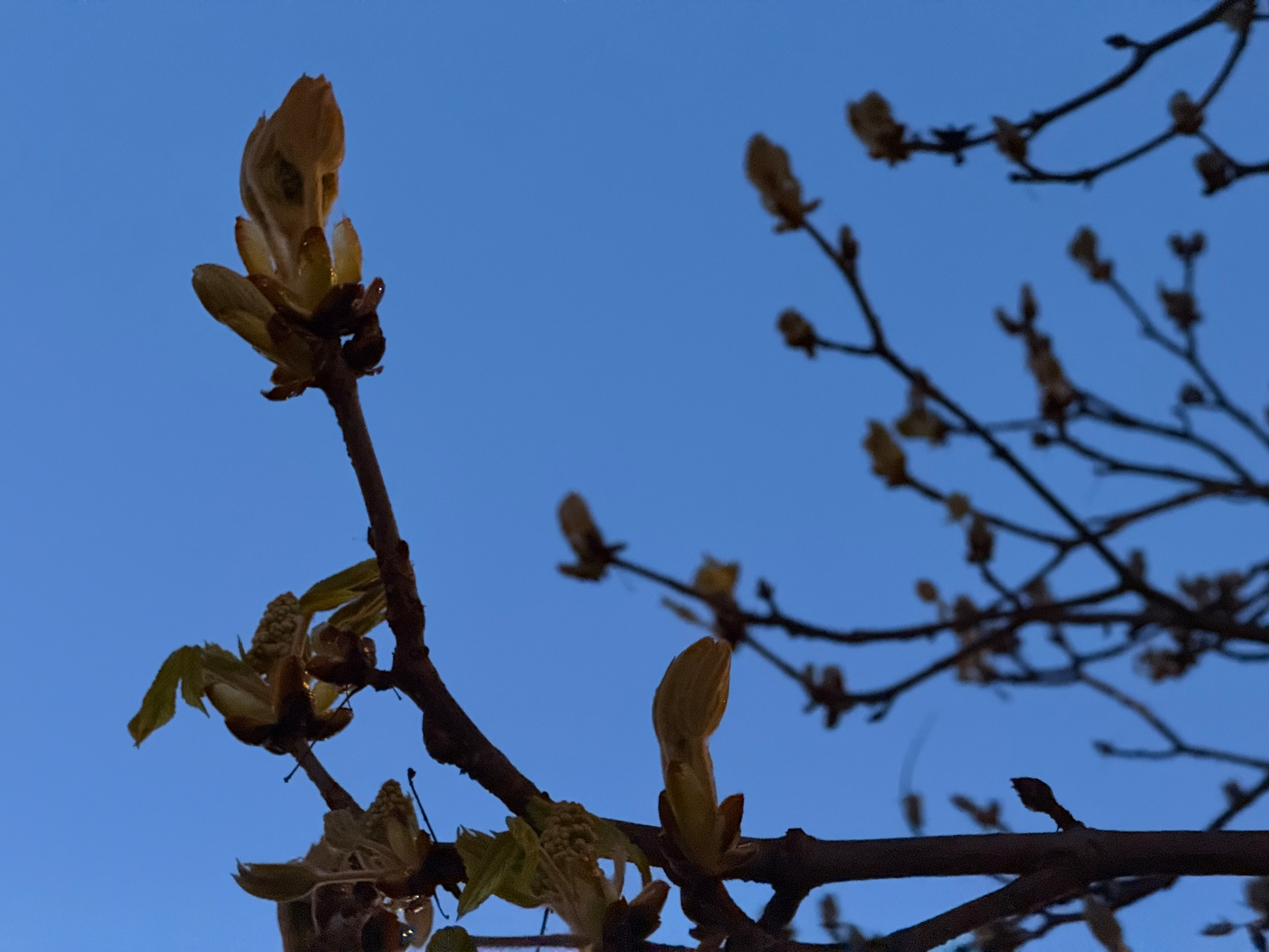 Budding branches of a tree are silhouetted against a clear dusk sky.