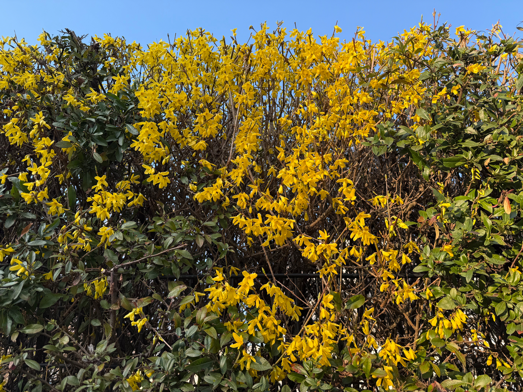 Bright yellow forsythia flowers are blooming densely on a green hedge against a clear blue sky.