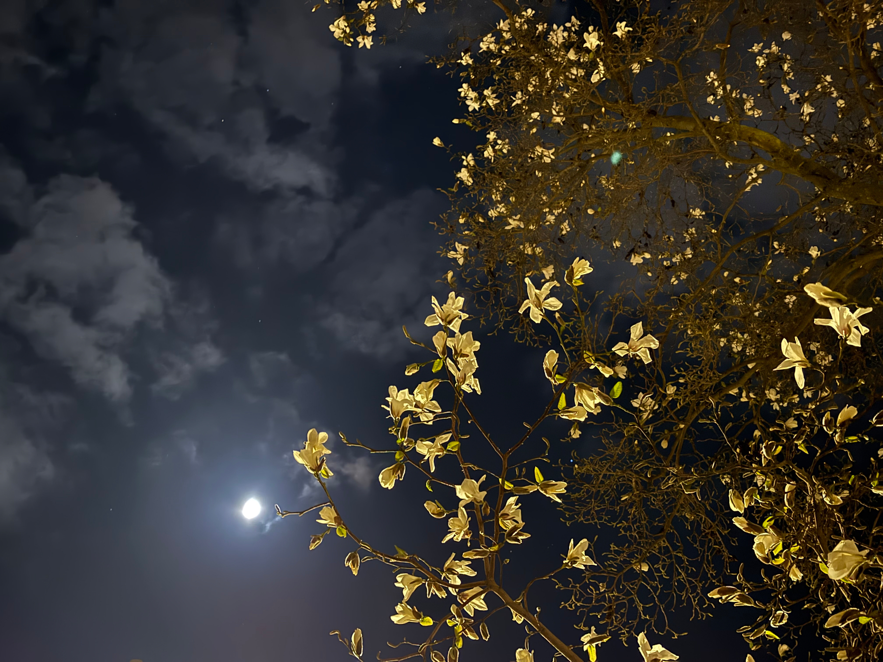 A magnolia tree with illuminated blossoms is set against a night sky featuring a bright moon and scattered clouds.