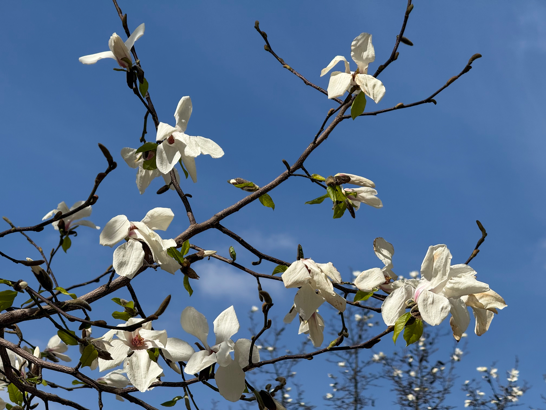 White magnolia flowers bloom on thin branches against a clear blue sky.