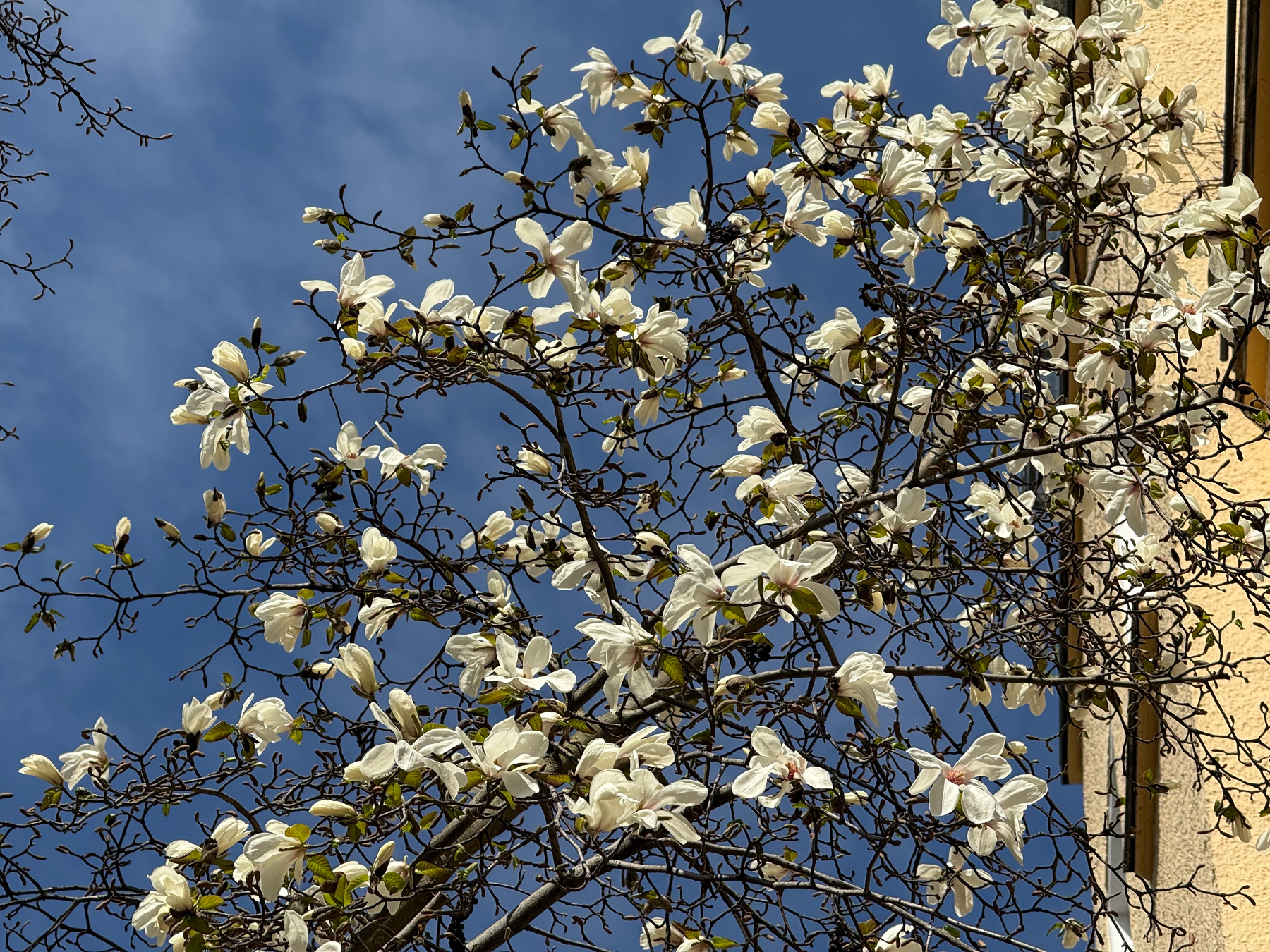 White magnolia flowers are blooming on tree branches against a clear blue sky with yellow apartment building behind on the right
