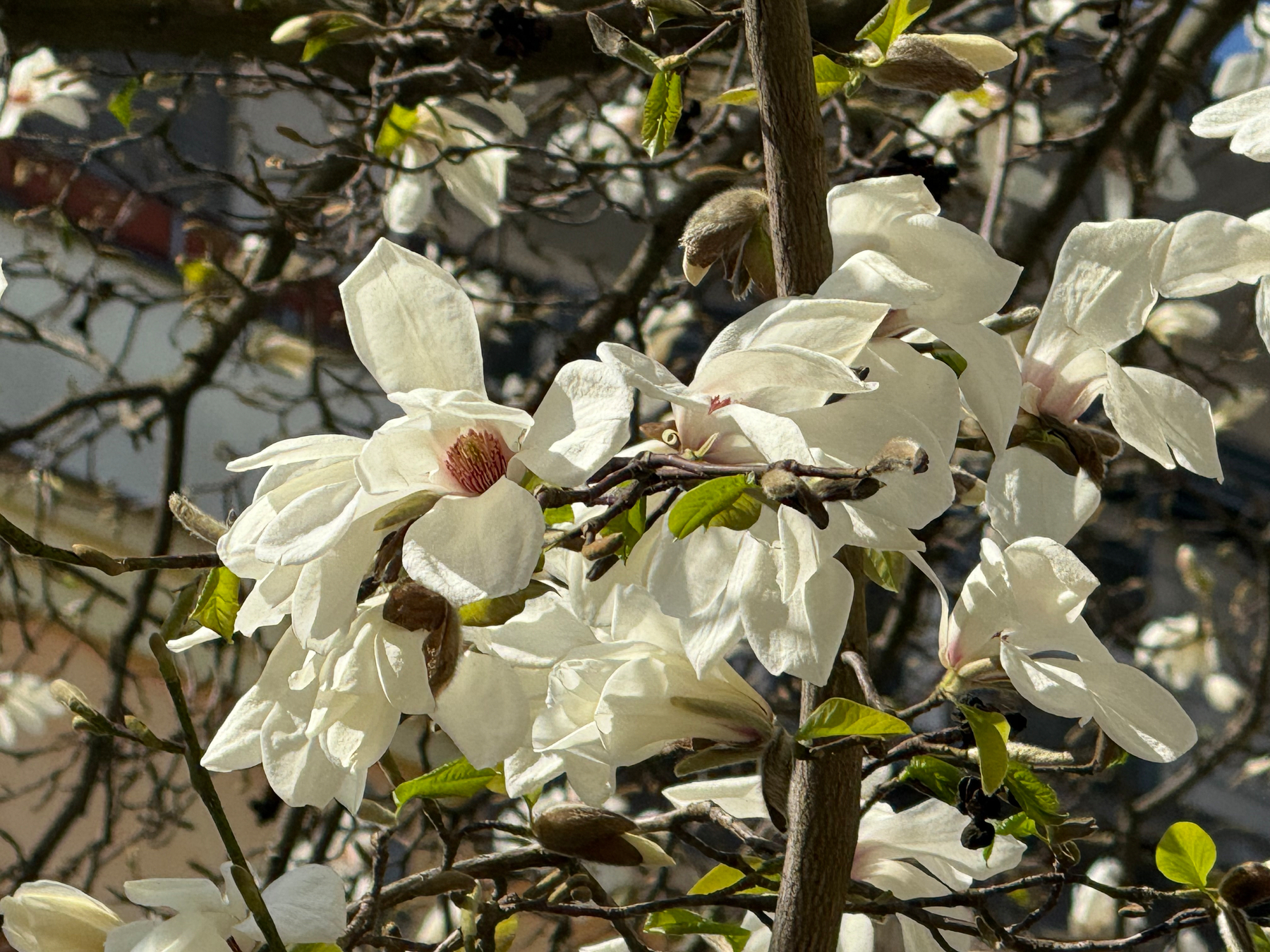 White magnolia flowers are blooming on a tree branch with some green leaves and unopened buds.