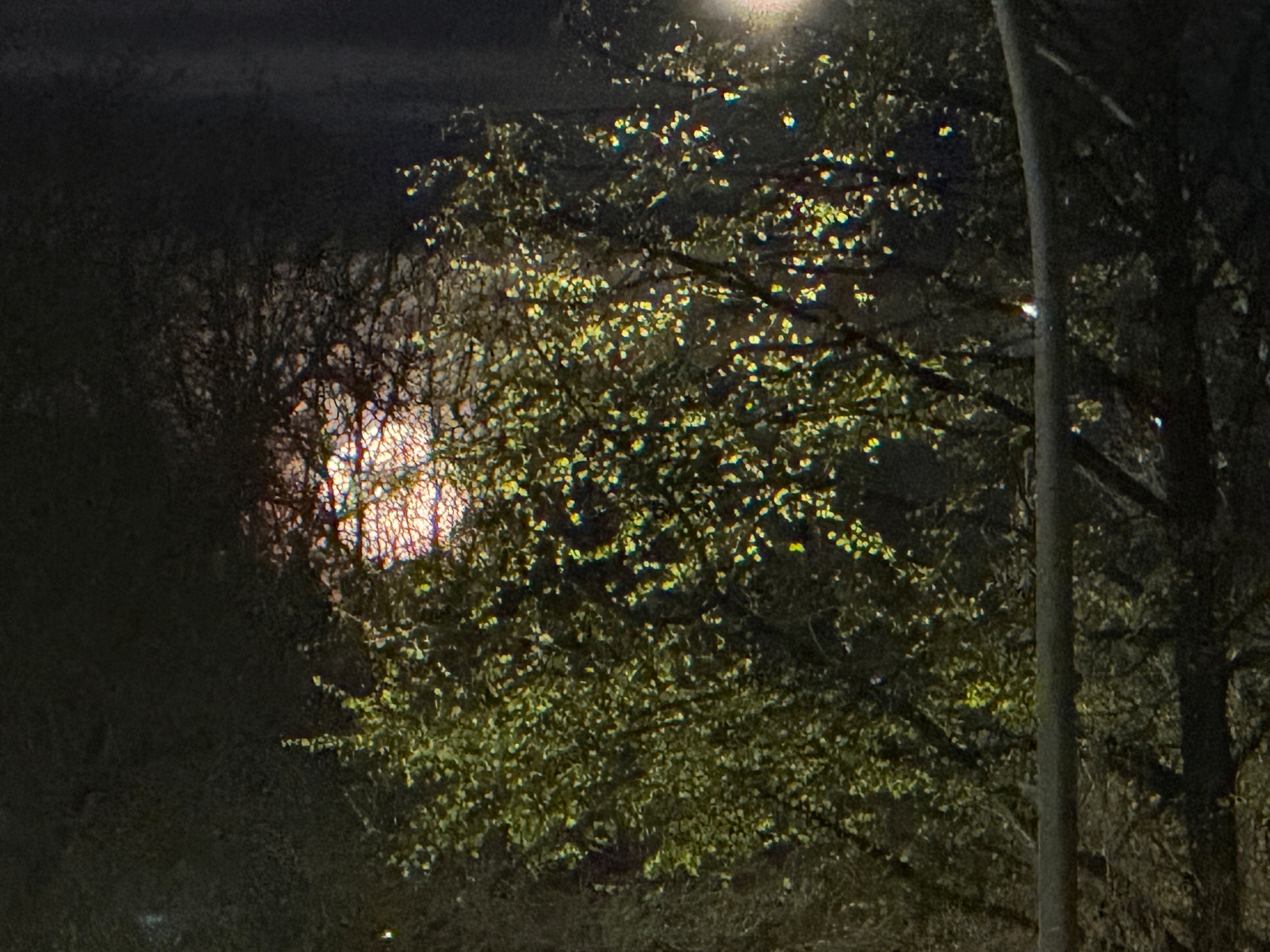 The full Moon behind illuminated trees at night, creating a glistening effect on the leaves.