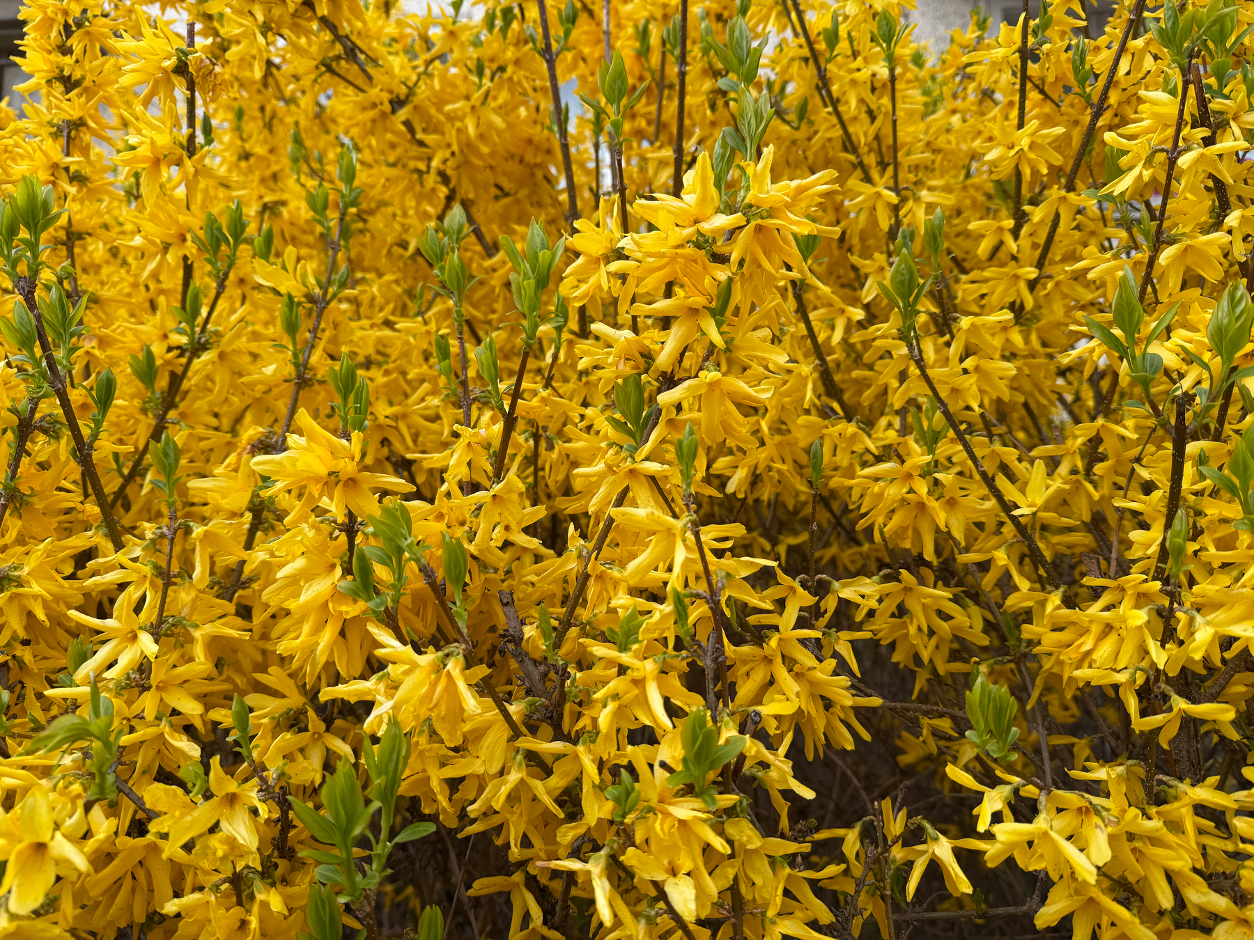 A dense cluster of vibrant yellow forsythia flowers is in full bloom, closeup of branches, with some green leaves showing.
