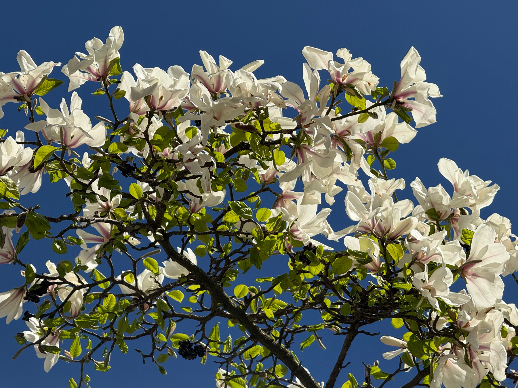 A branch covered in white magnolia flowers with purple highlights and green leaves is set against a clear blue sky.
