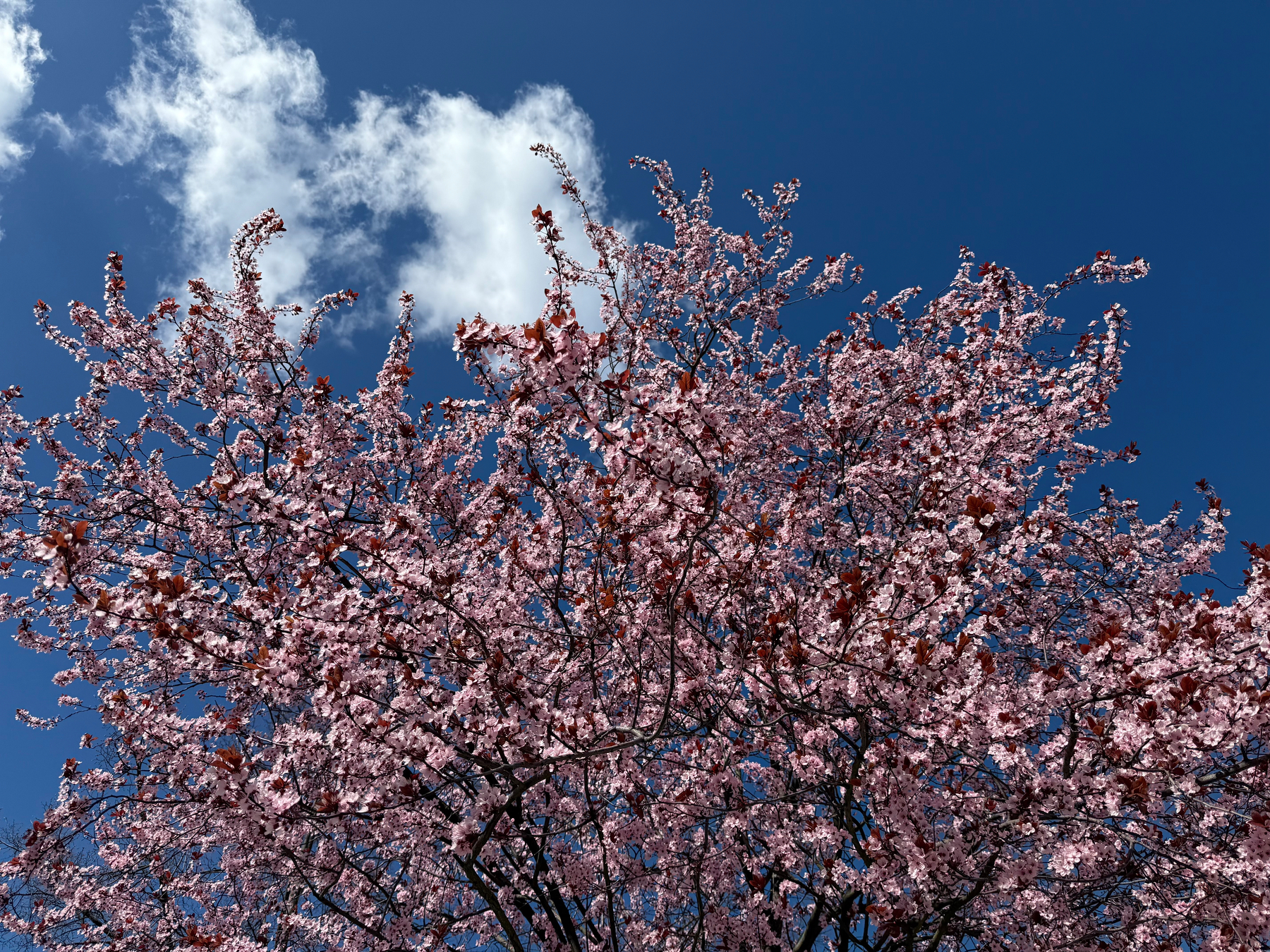 Pink cherry blossoms bloom against a clear blue sky with a few white clouds.