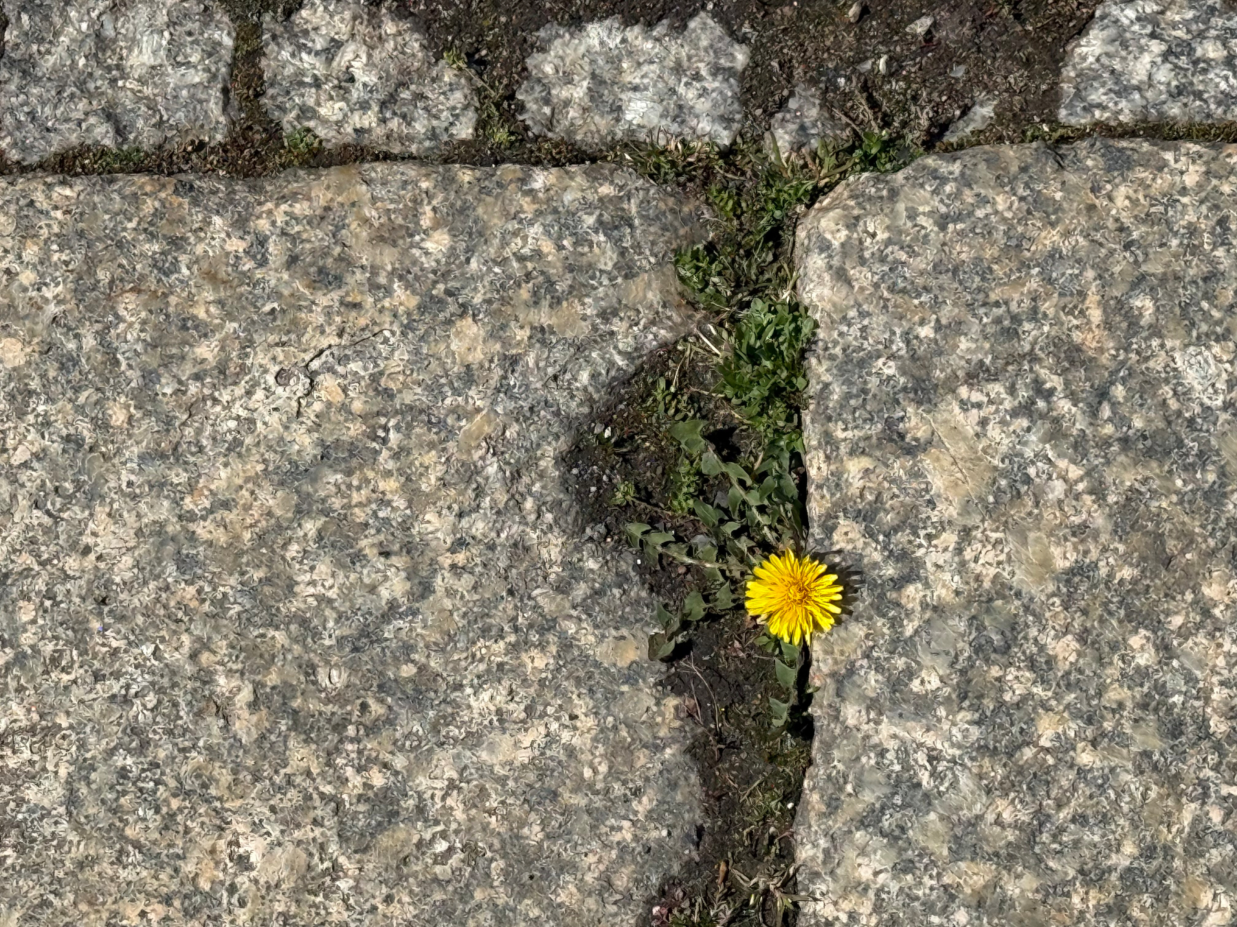 A yellow dandelion emerges from a crack between two large pavement stone slabs.
