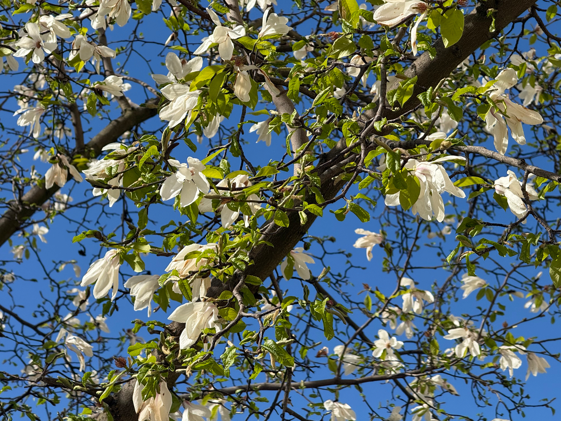 A vibrant canopy of white magnolia flowers and green leaves against a clear blue sky.
