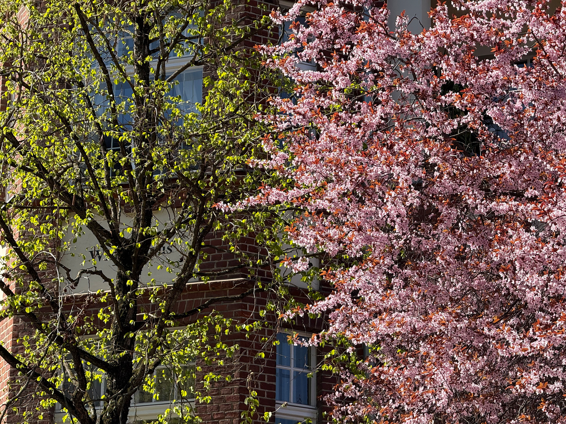 A building with brick walls is partially obscured by a tree with green leaves and a blooming tree with pink flowers.