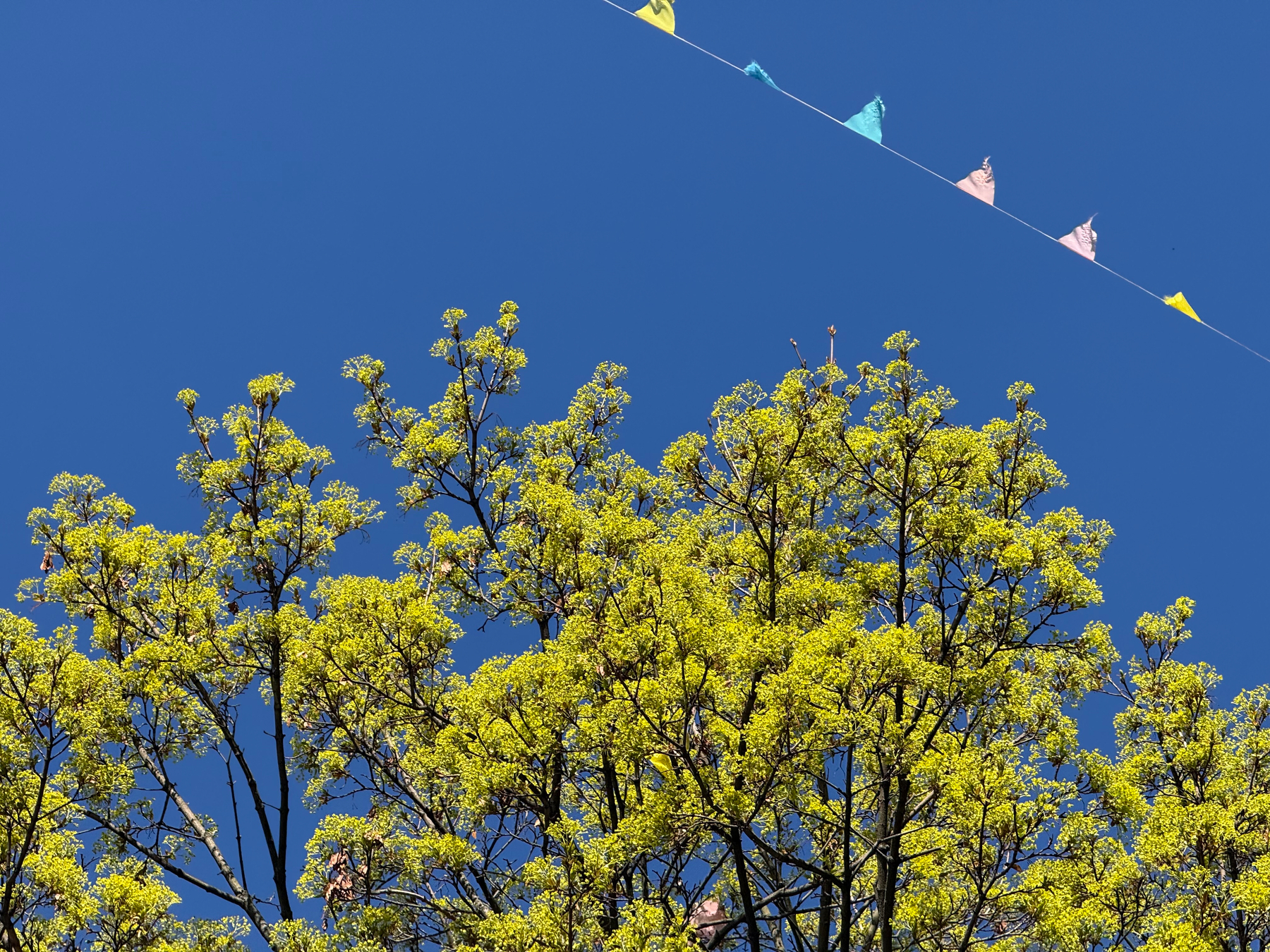 Bright green tree foliage contrasts with a clear blue sky, accented by a string of colorful triangular flags.