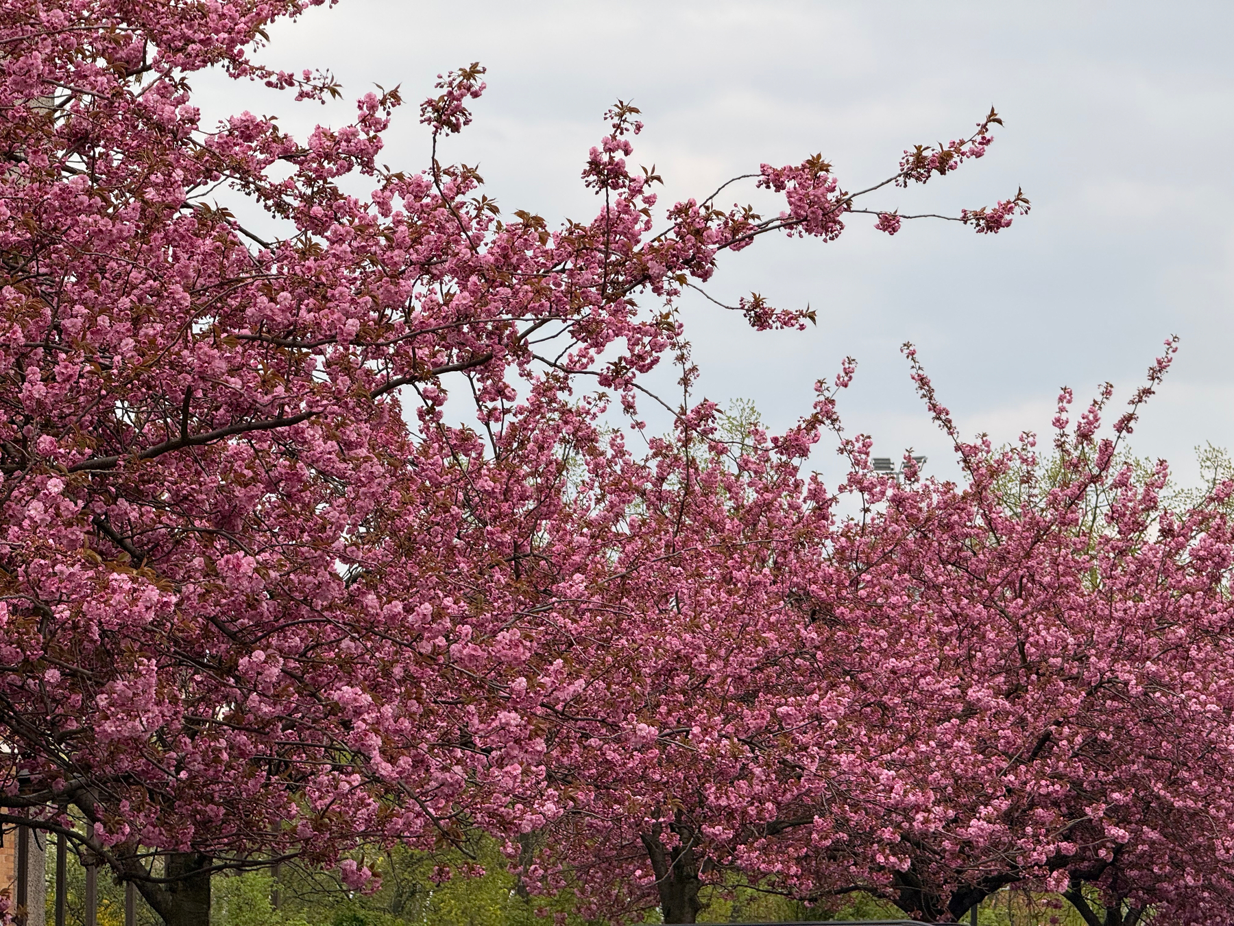 Pink cherry blossom trees with dense flowers and a cloudy sky in the background.